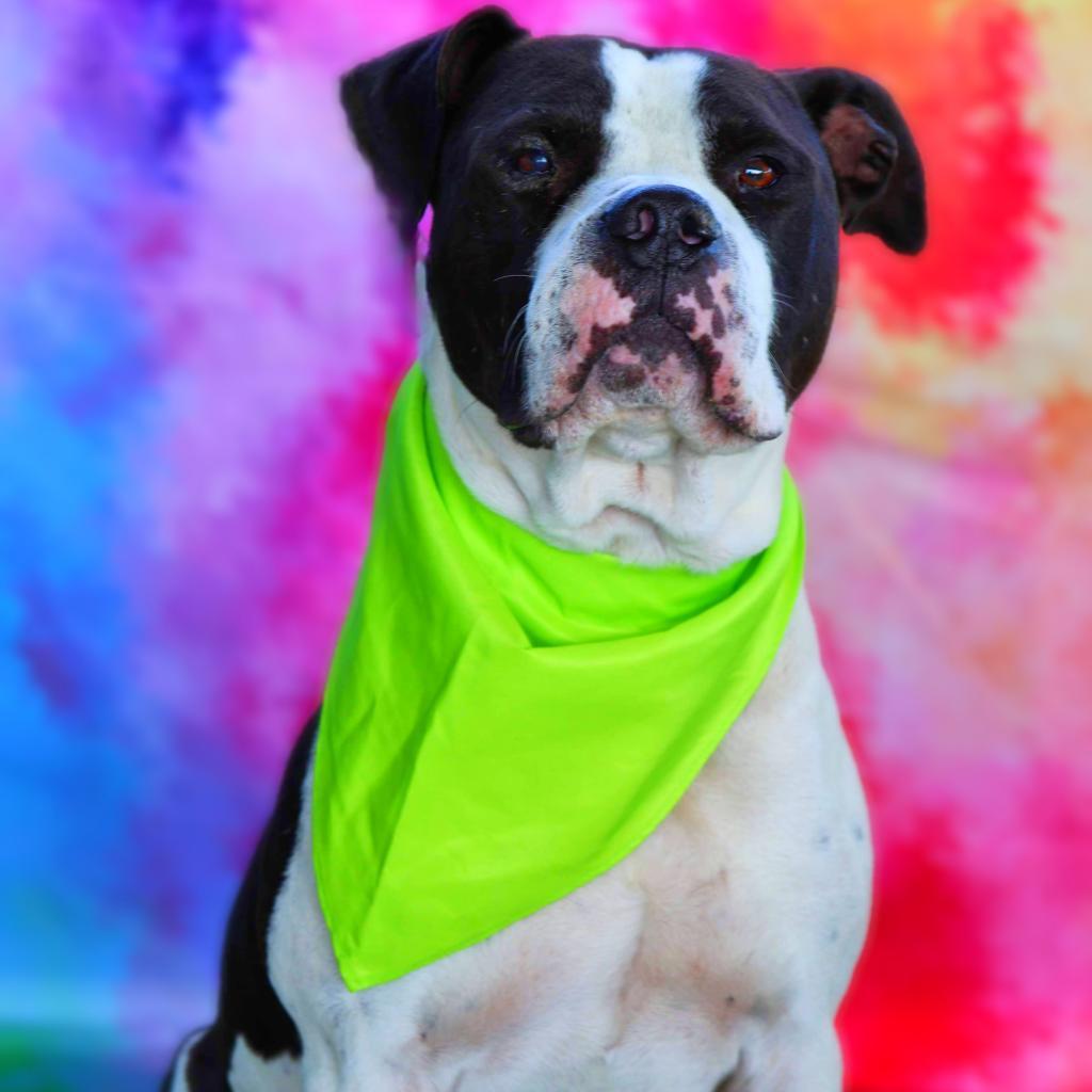 Enlarge Betamax JuM*, a Adoptable mixed breed in Southampton, PA image 1/6