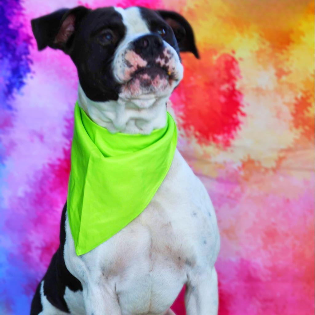 Enlarge Betamax JuM*, a Adoptable mixed breed in Southampton, PA image 4/6