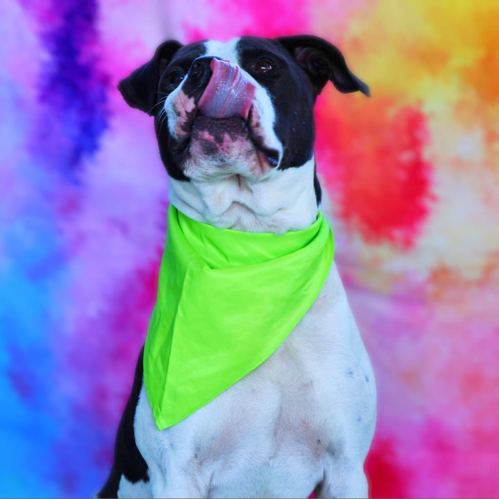 Enlarge Betamax JuM*, a Adoptable mixed breed in Southampton, PA image 2/6