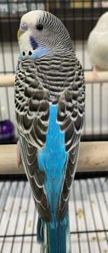 Pip is the MOST precious! , a Adoptable Parakeet (Other) in Bedford Hills, NY image 2/2