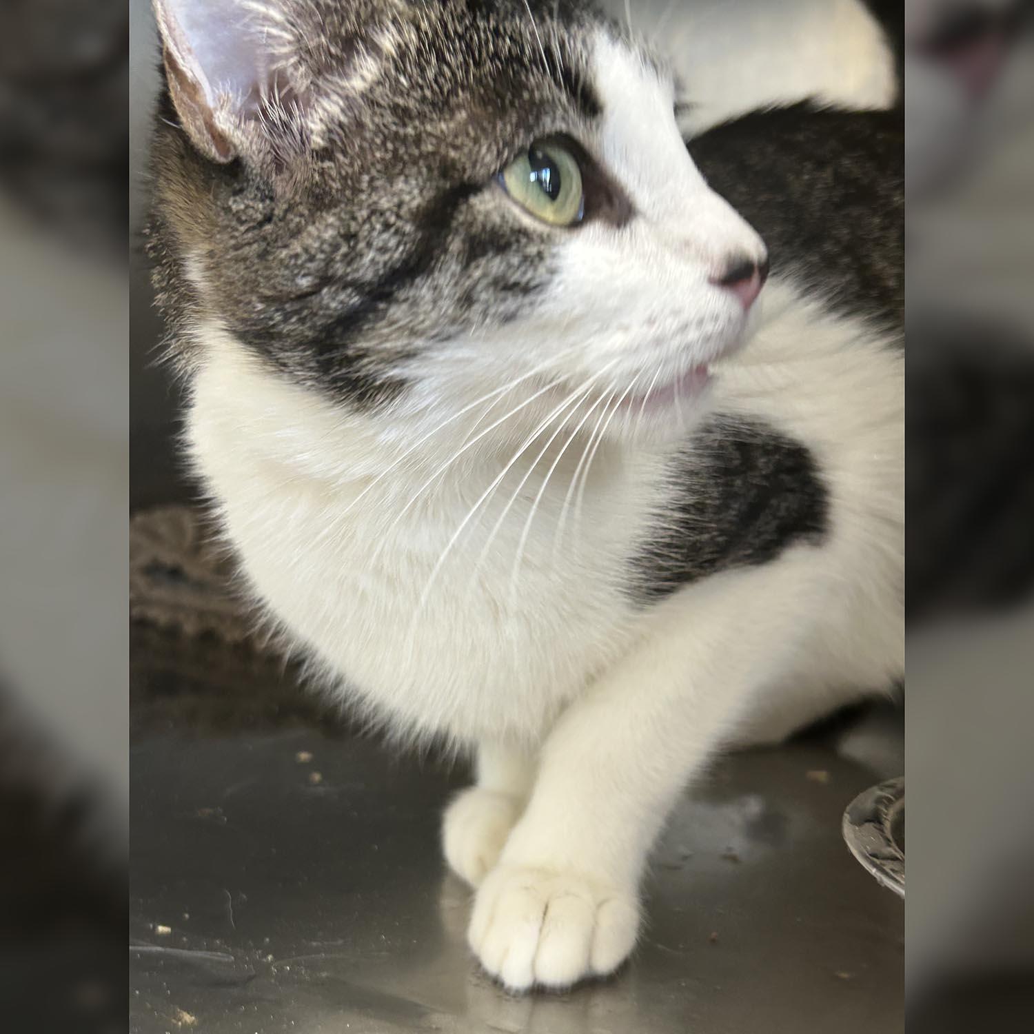 Rosebud — thumbnail 2