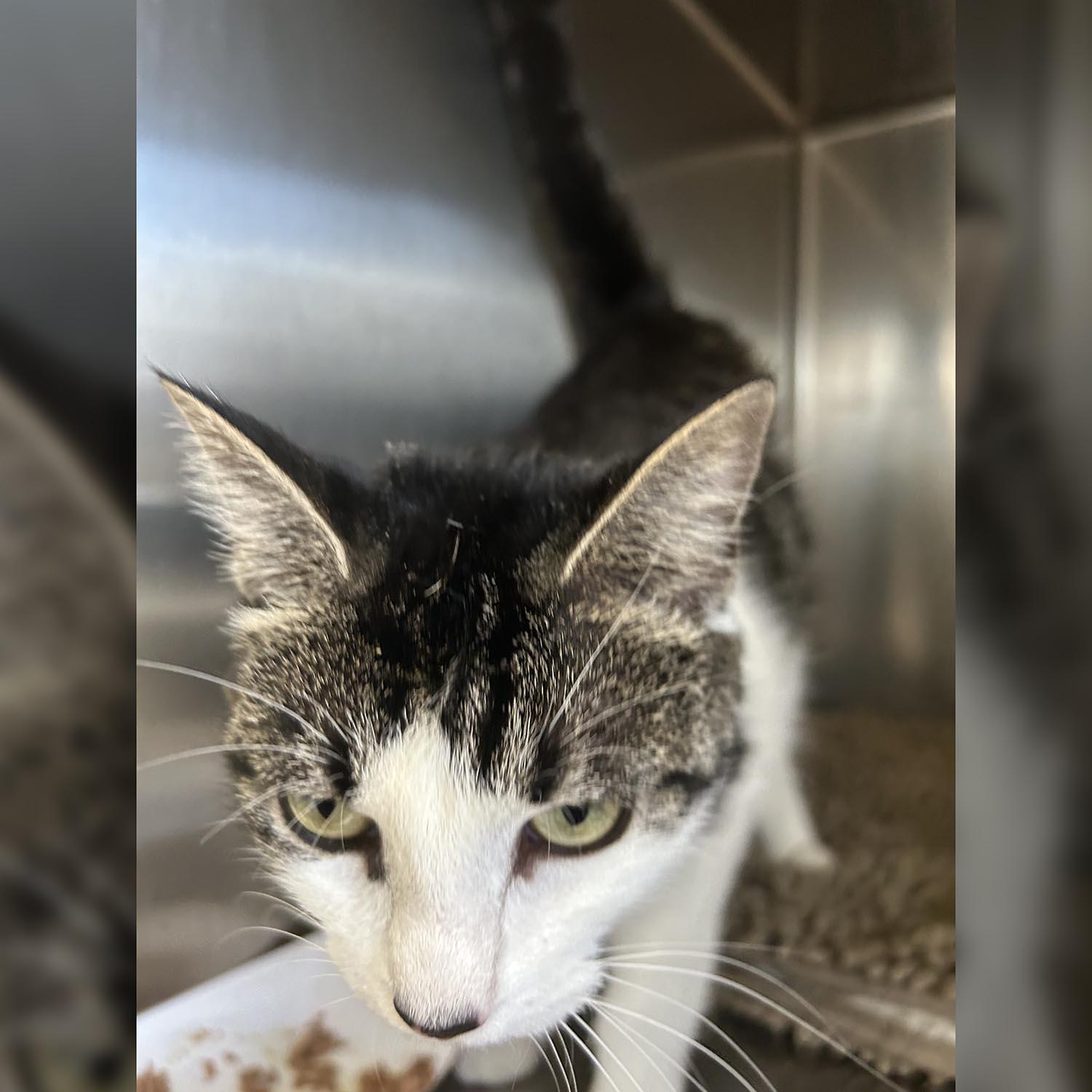 Rosebud — thumbnail 3