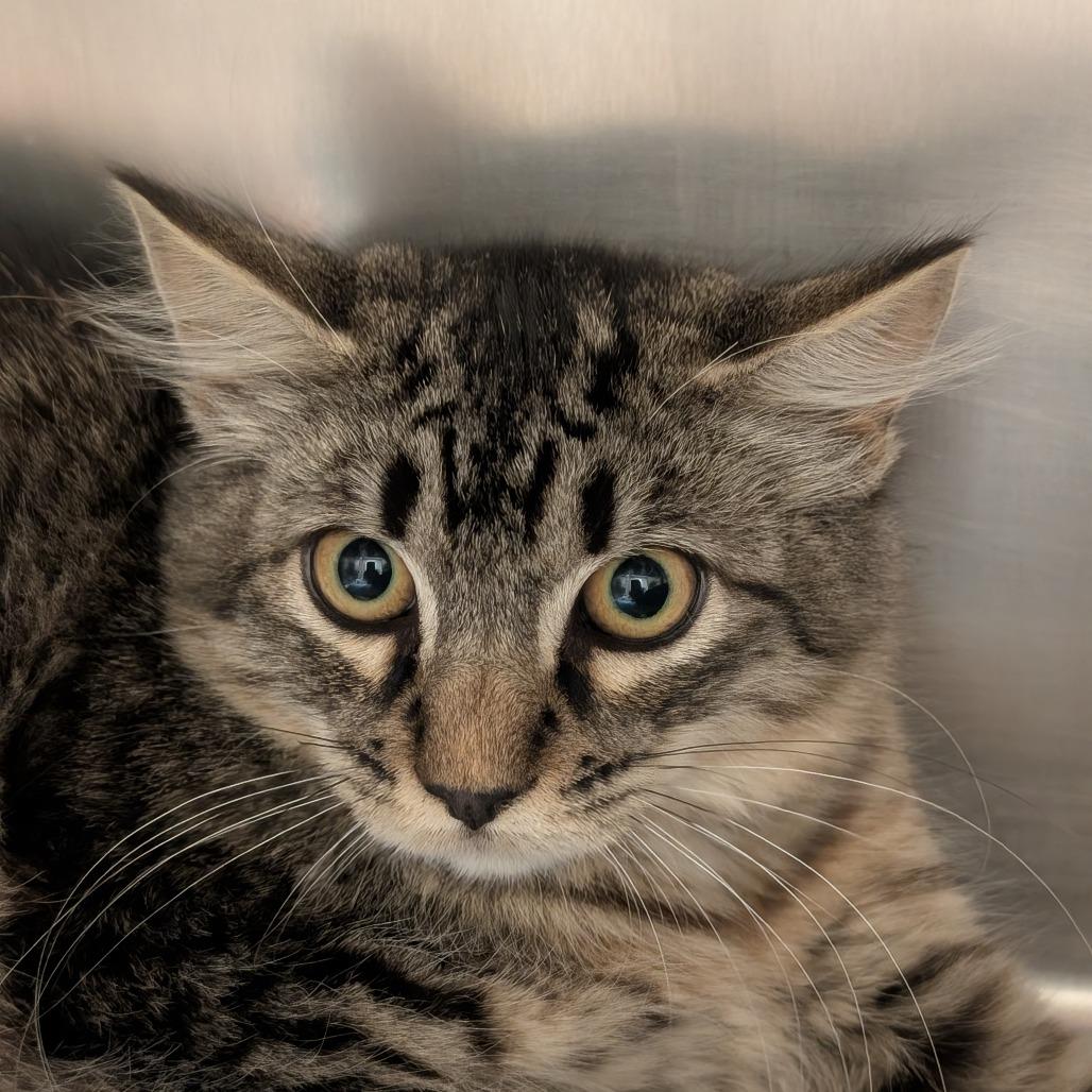 Enlarge Tracy, a Adoptable Domestic Medium Hair in Sonoma, CA image 1/1
