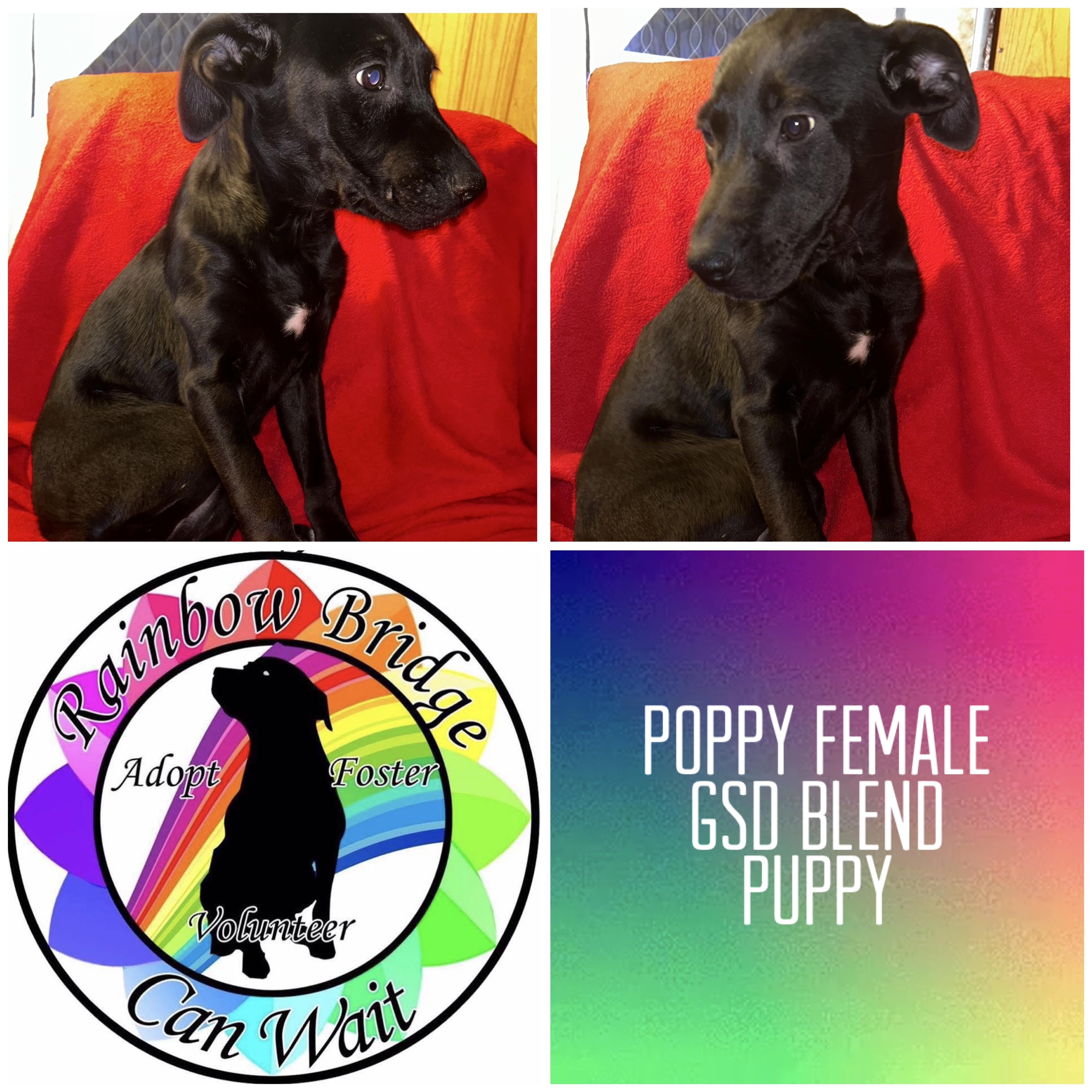 Enlarge Poppy, a Adoptable mixed breed in Carnegie, OK image 1/1