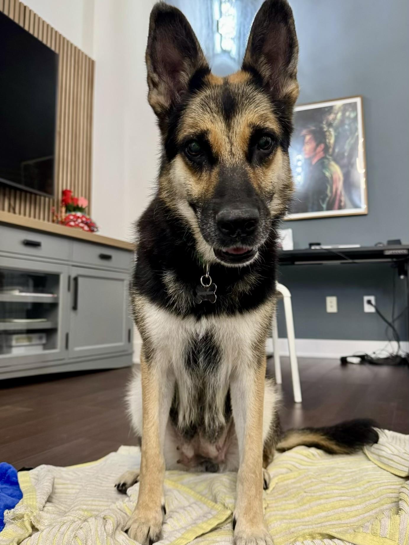 Enlarge Lily, a Adoptable mixed breed in Los Angeles, CA image 2/6