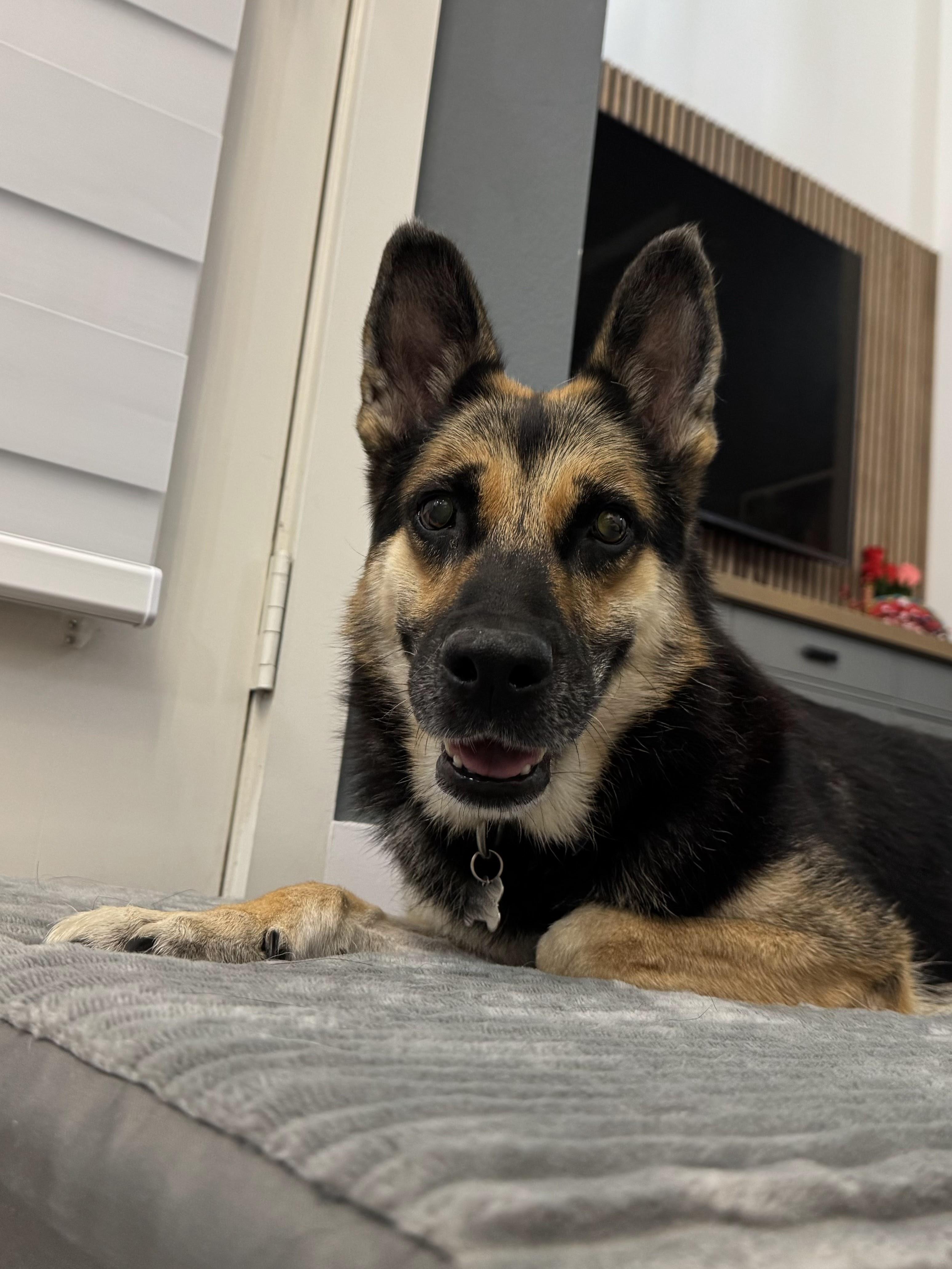 Enlarge Lily, a Adoptable mixed breed in Los Angeles, CA image 5/6
