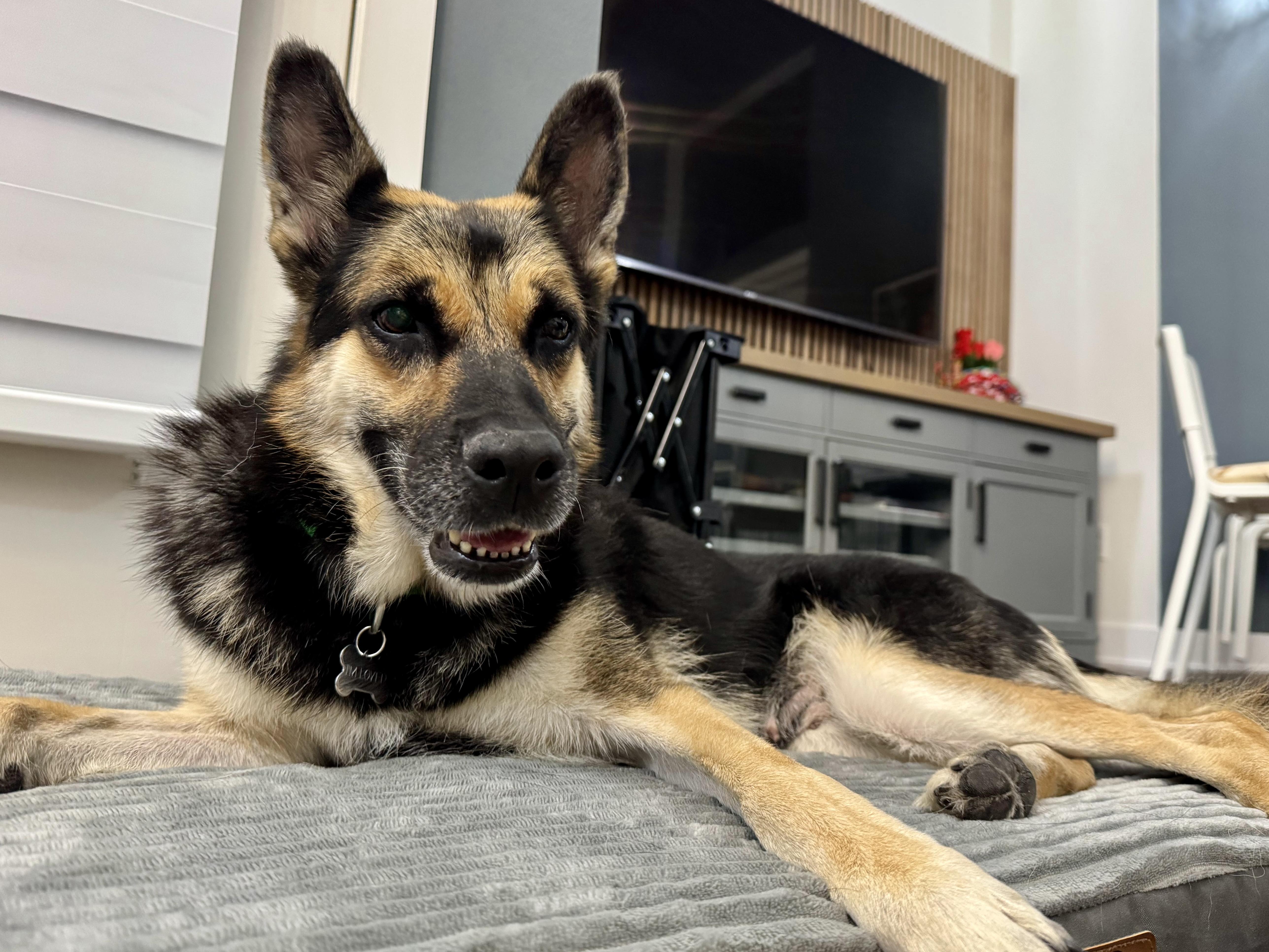 Enlarge Lily, a Adoptable mixed breed in Los Angeles, CA image 3/6