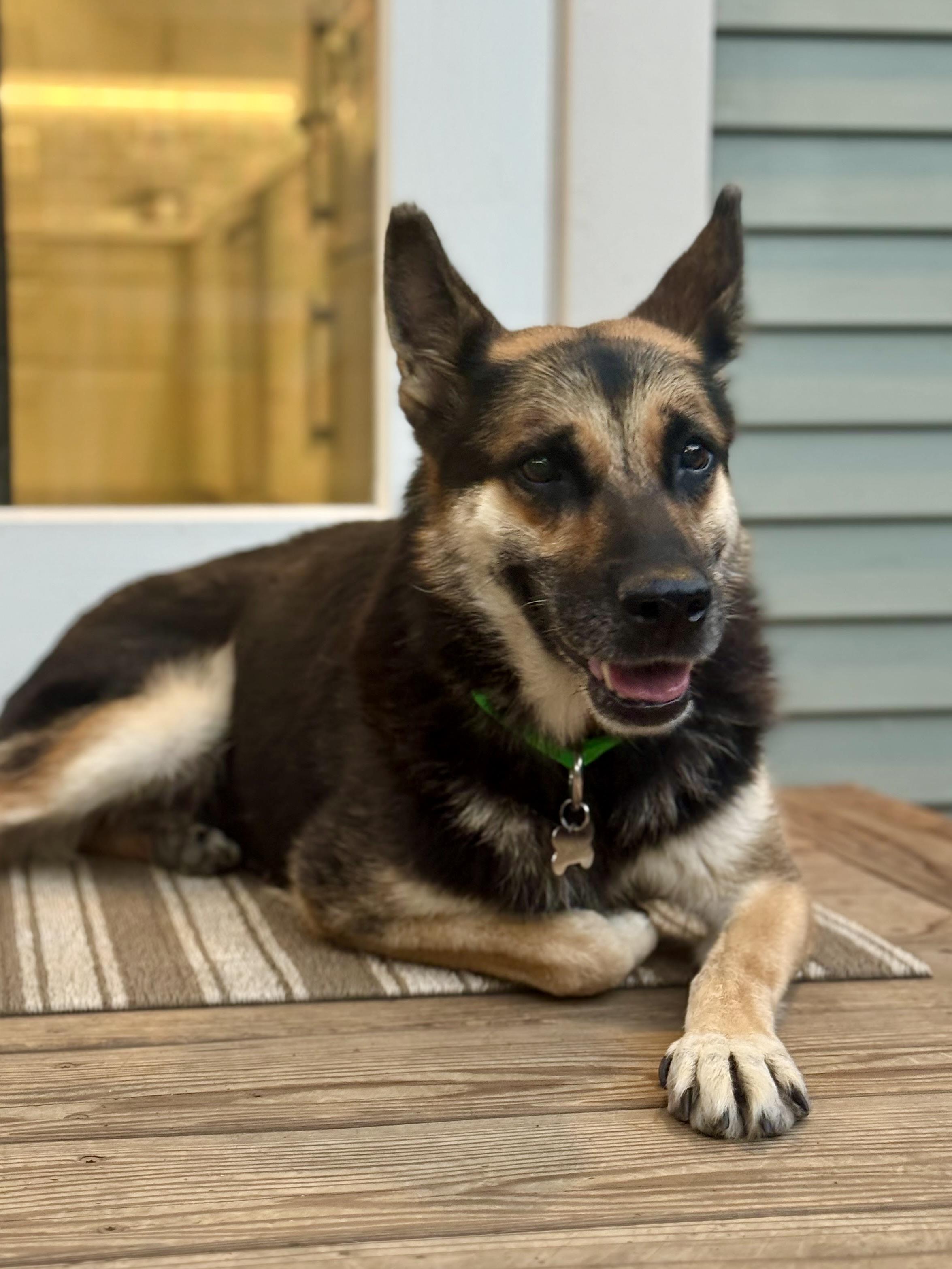 Lily, Adoptable, Senior Female German Shepherd Dog.
