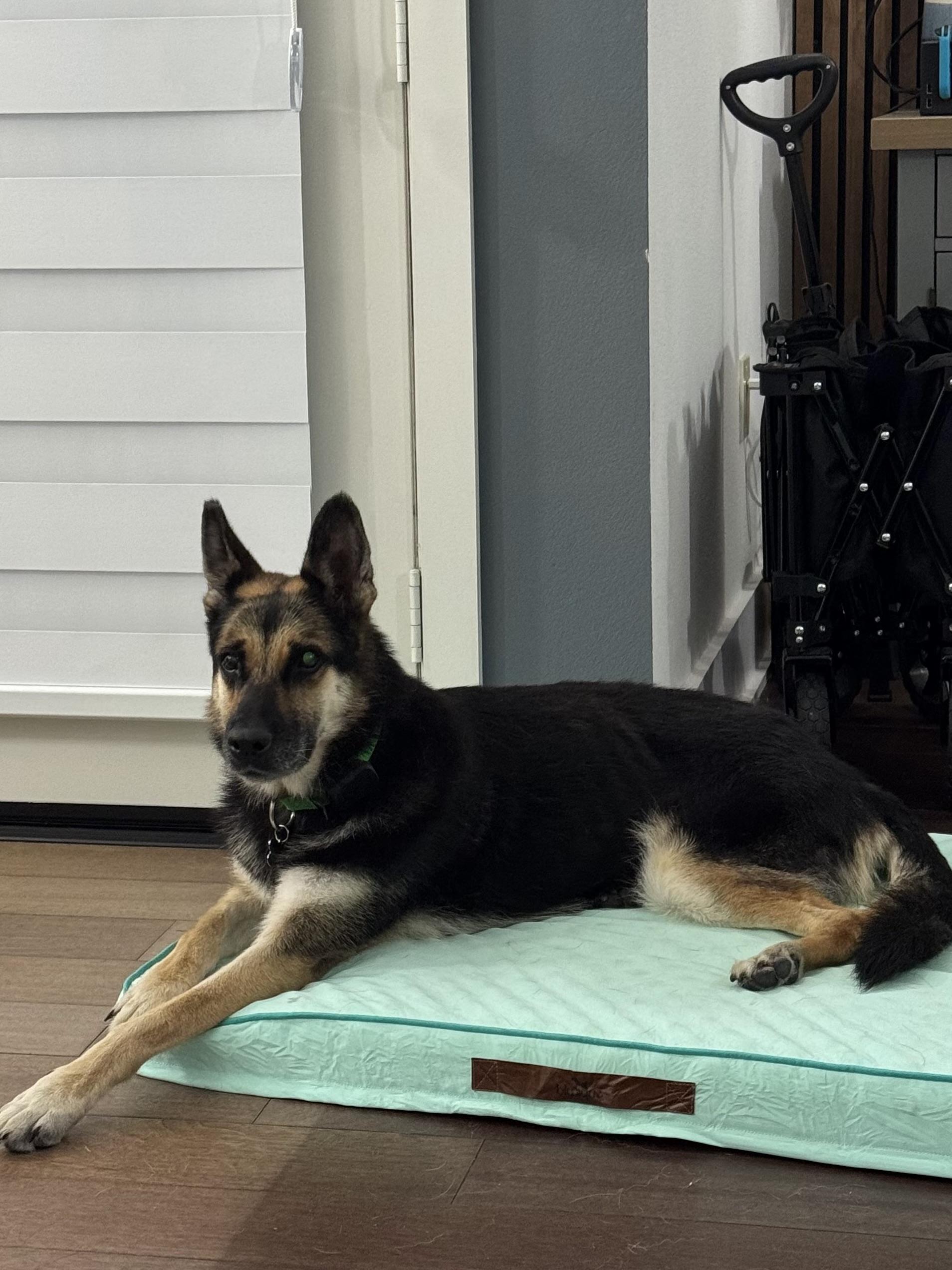 Enlarge Lily, a Adoptable mixed breed in Los Angeles, CA image 4/6
