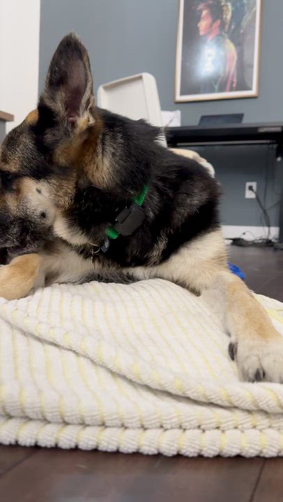 Enlarge Lily, a Adoptable mixed breed in Los Angeles, CA video 6/6