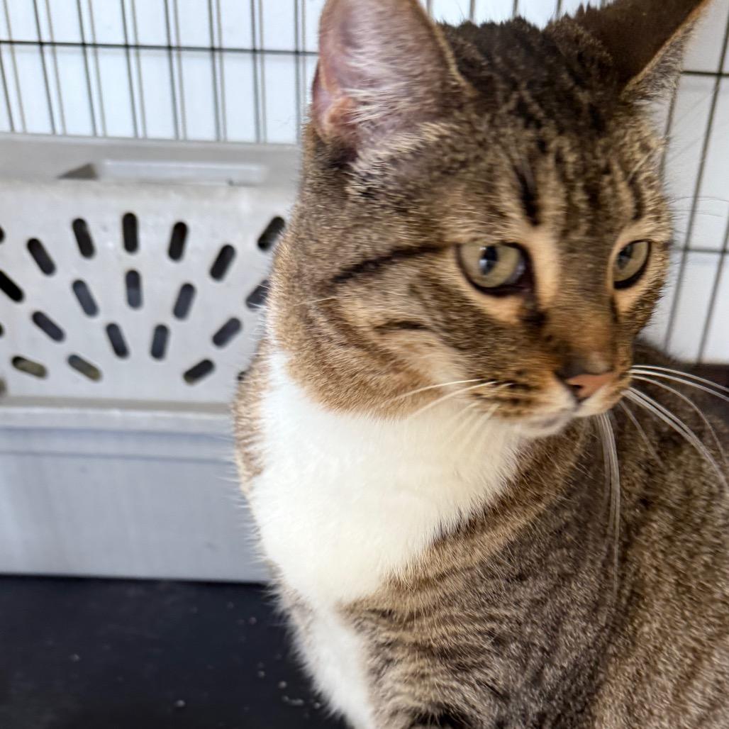 Poppy, Adoptable, Adult Female Domestic Short Hair.