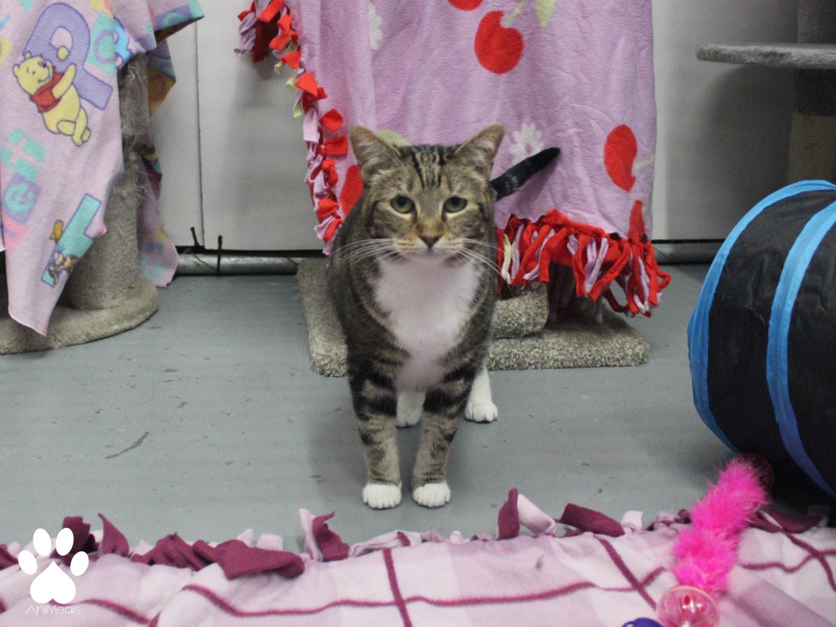 Vesta, an adoptable Domestic Short Hair in Missoula, MT, 59808 | Photo Image 3