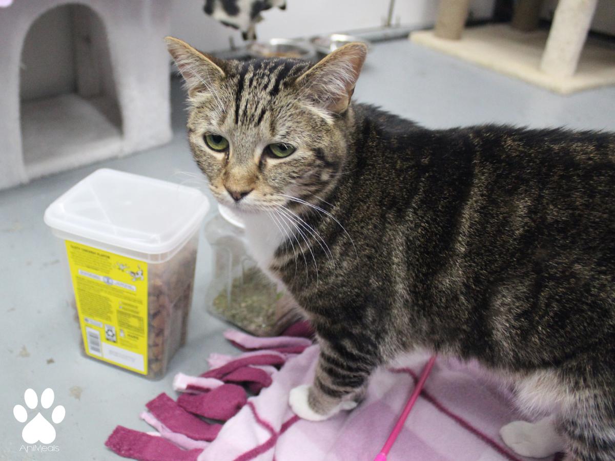 Vesta, an adoptable Domestic Short Hair in Missoula, MT, 59808 | Photo Image 4