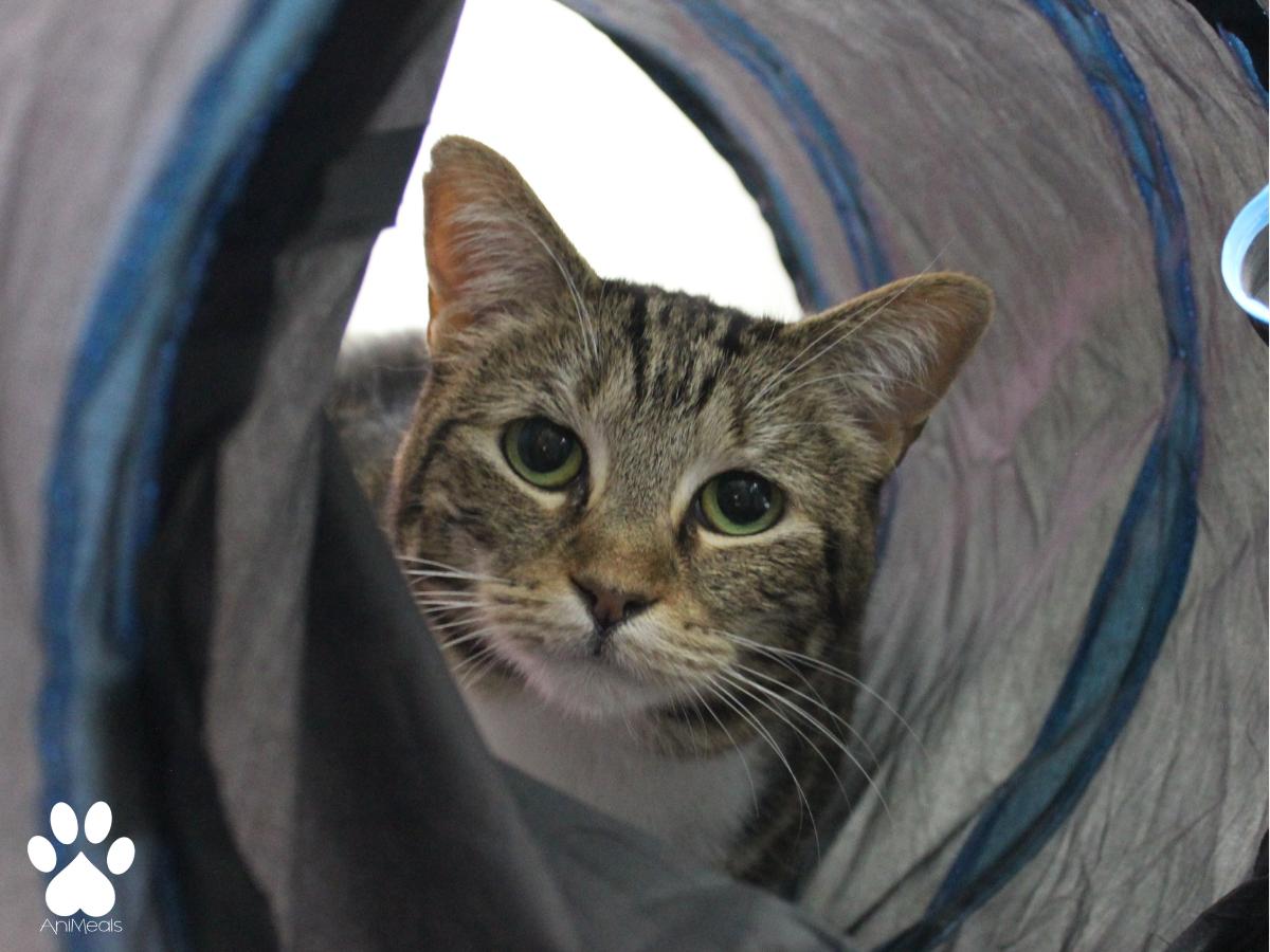 Vesta, an adoptable Domestic Short Hair in Missoula, MT, 59808 | Photo Image 2