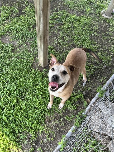 Enlarge QUEENIE, a Adoptable mixed breed in Corpus Christi, TX image 1/1