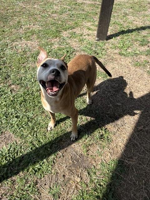 QUEENIE, Adoptable, Adult Female Pit Bull Terrier & Mixed Breed.