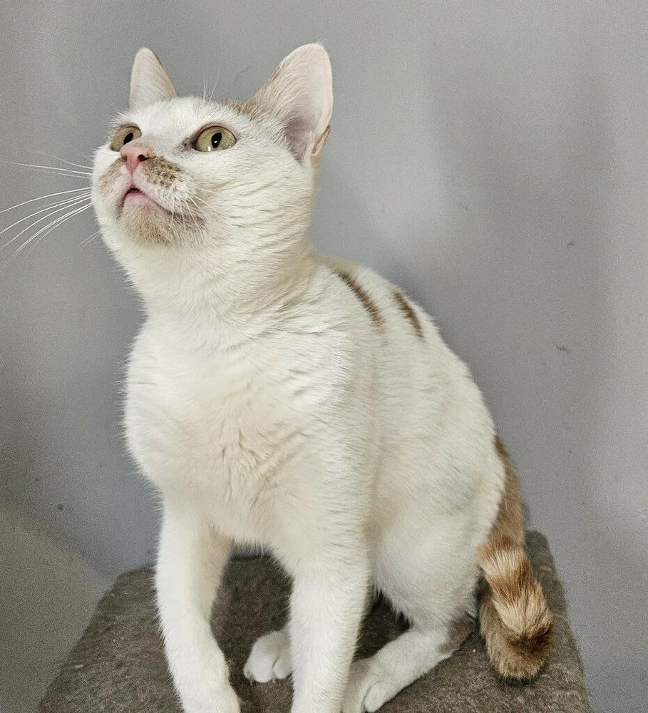 Chardonnay, Adoptable, Kitten Female Domestic Short Hair.