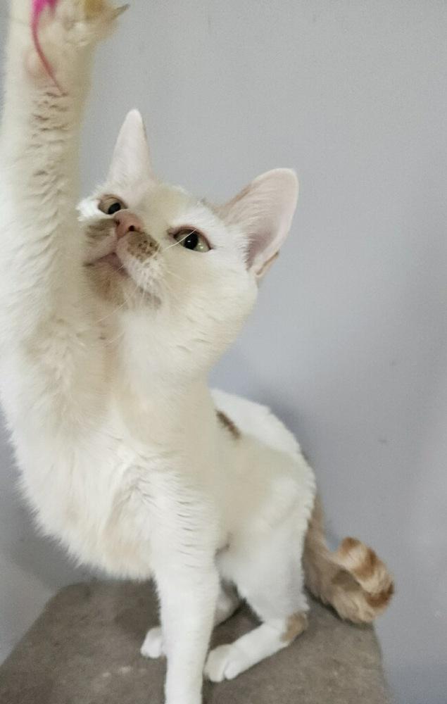 Chardonnay, a Adoptable Domestic Short Hair in Wilson, NC image 2/3