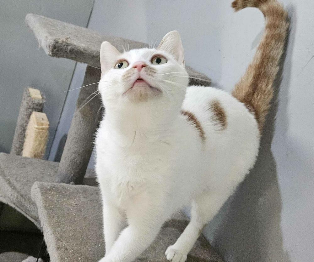 Chardonnay, a Adoptable Domestic Short Hair in Wilson, NC image 3/3