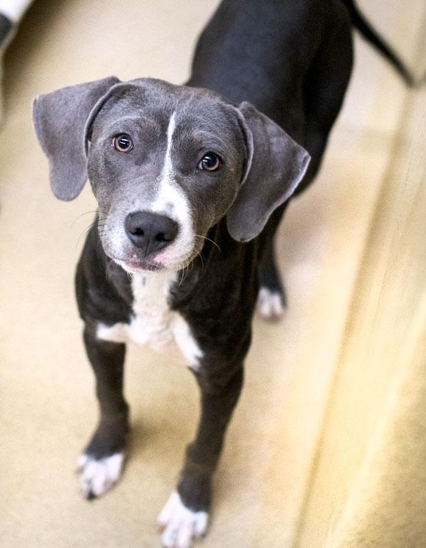 Enlarge Howlstein, a Adoptable mixed breed in Monroe, GA image 3/3