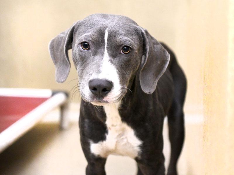 Howlstein, Adoptable, Young Male Pointer & Weimaraner.
