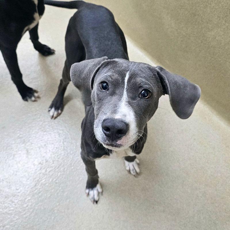 Enlarge Howlstein, a Adoptable mixed breed in Monroe, GA image 2/3