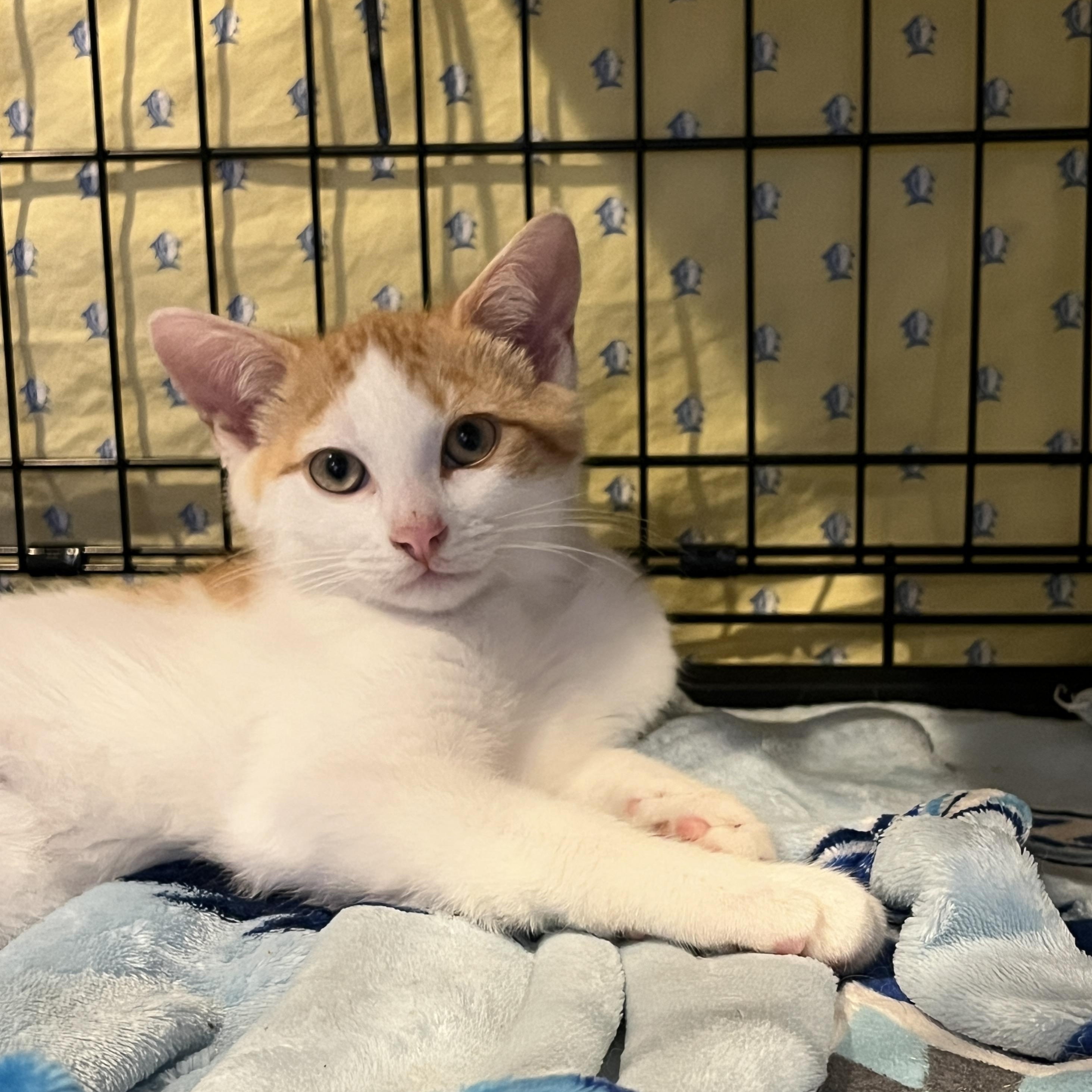 Enlarge Mac, a Adopted Domestic Short Hair in Manorville , NY image 1/3