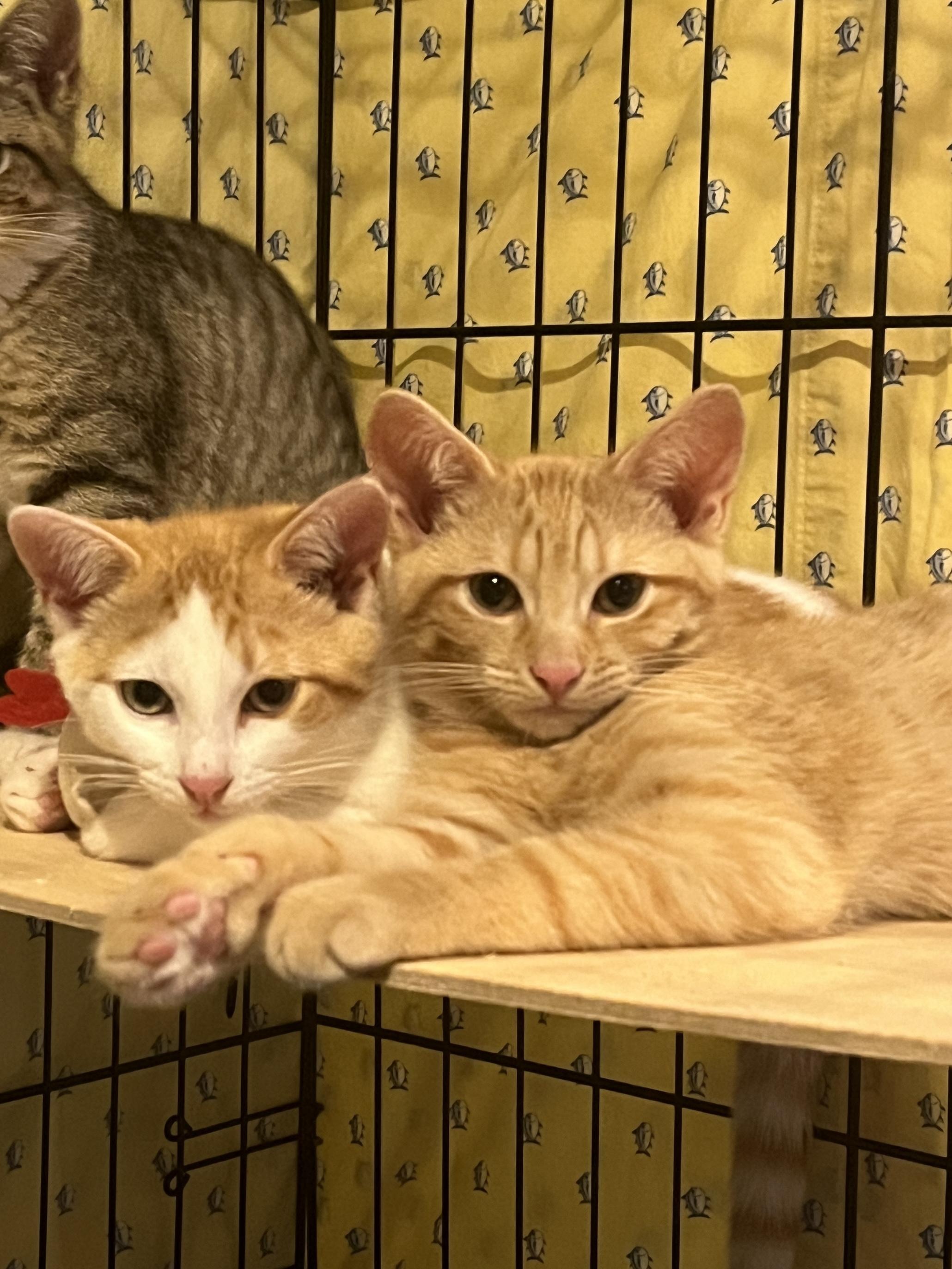 Enlarge Mac, a Adopted Domestic Short Hair in Manorville , NY image 3/3