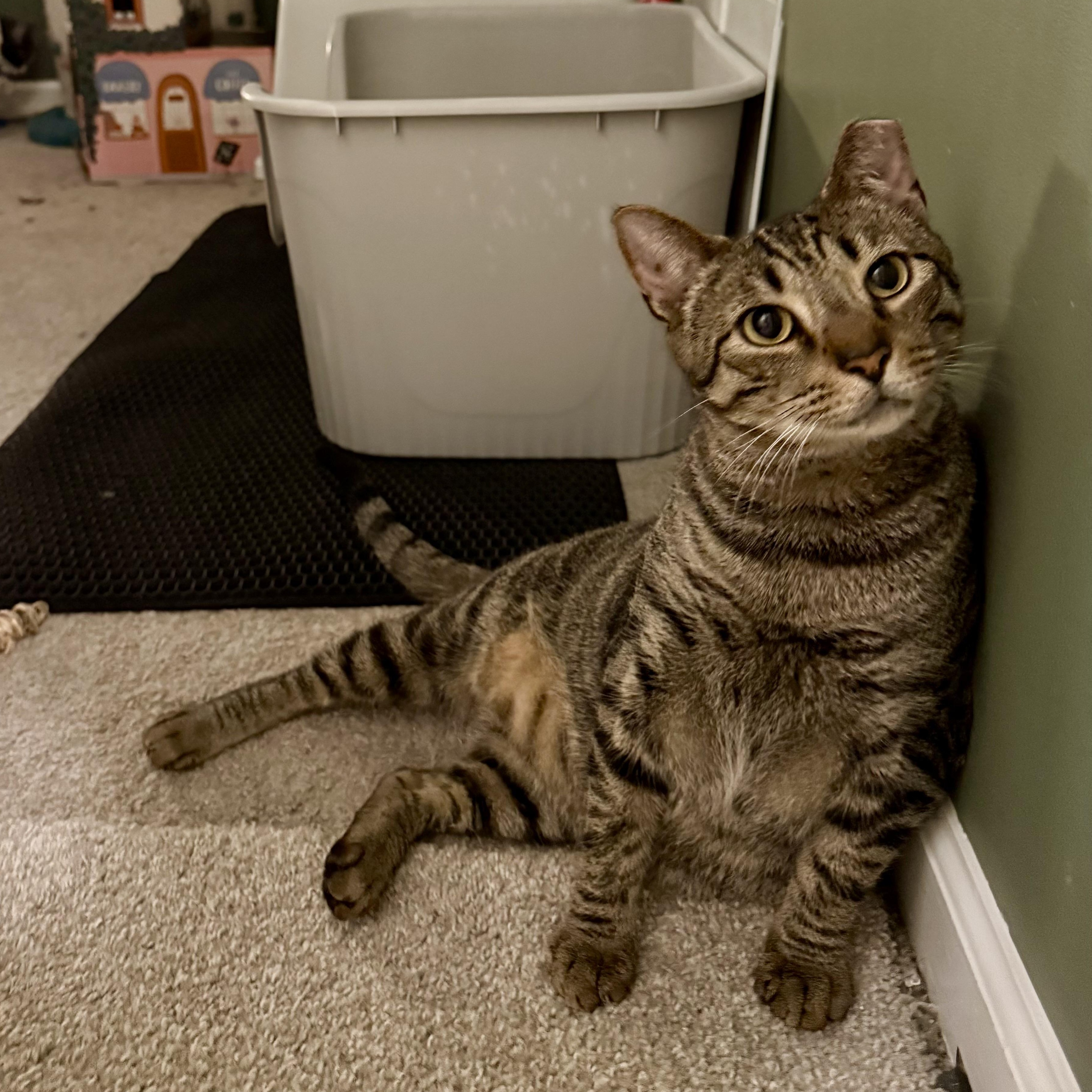 Enlarge Finn 2.0, a Adoptable Domestic Short Hair in Richmond, VA image 4/6