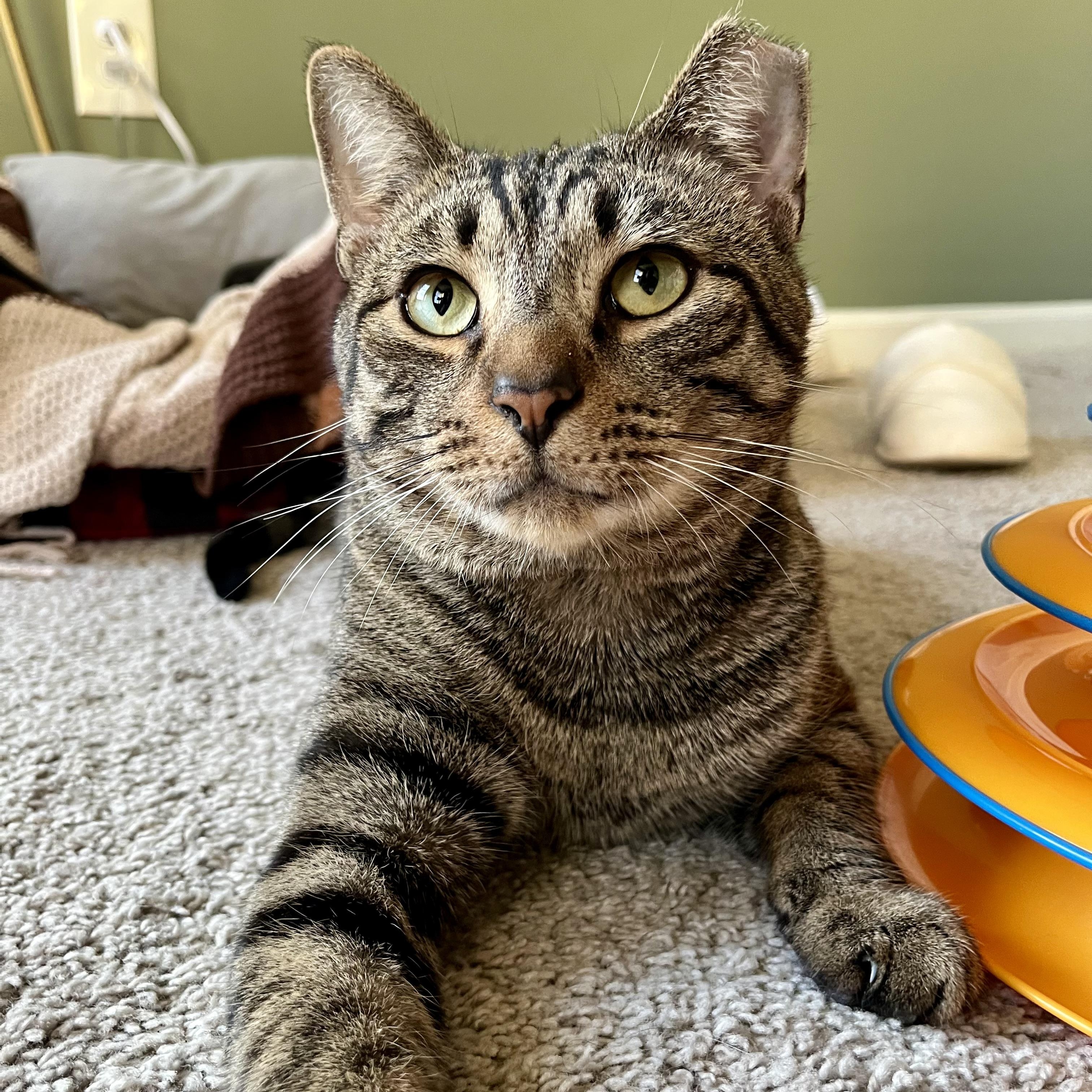 Enlarge Finn 2.0, a Adoptable Domestic Short Hair in Richmond, VA image 2/6