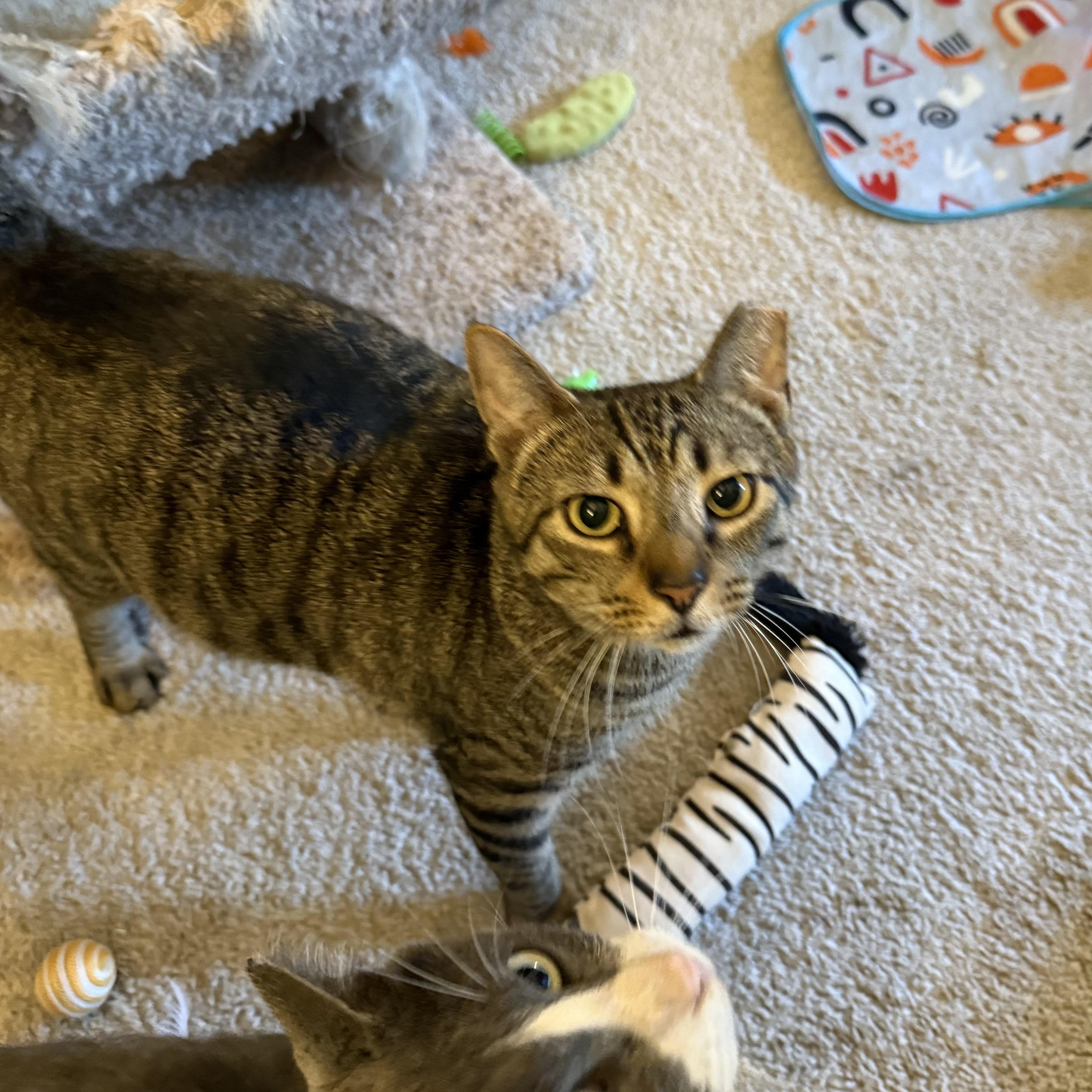 Enlarge Finn 2.0, a Adoptable Domestic Short Hair in Richmond, VA image 5/6