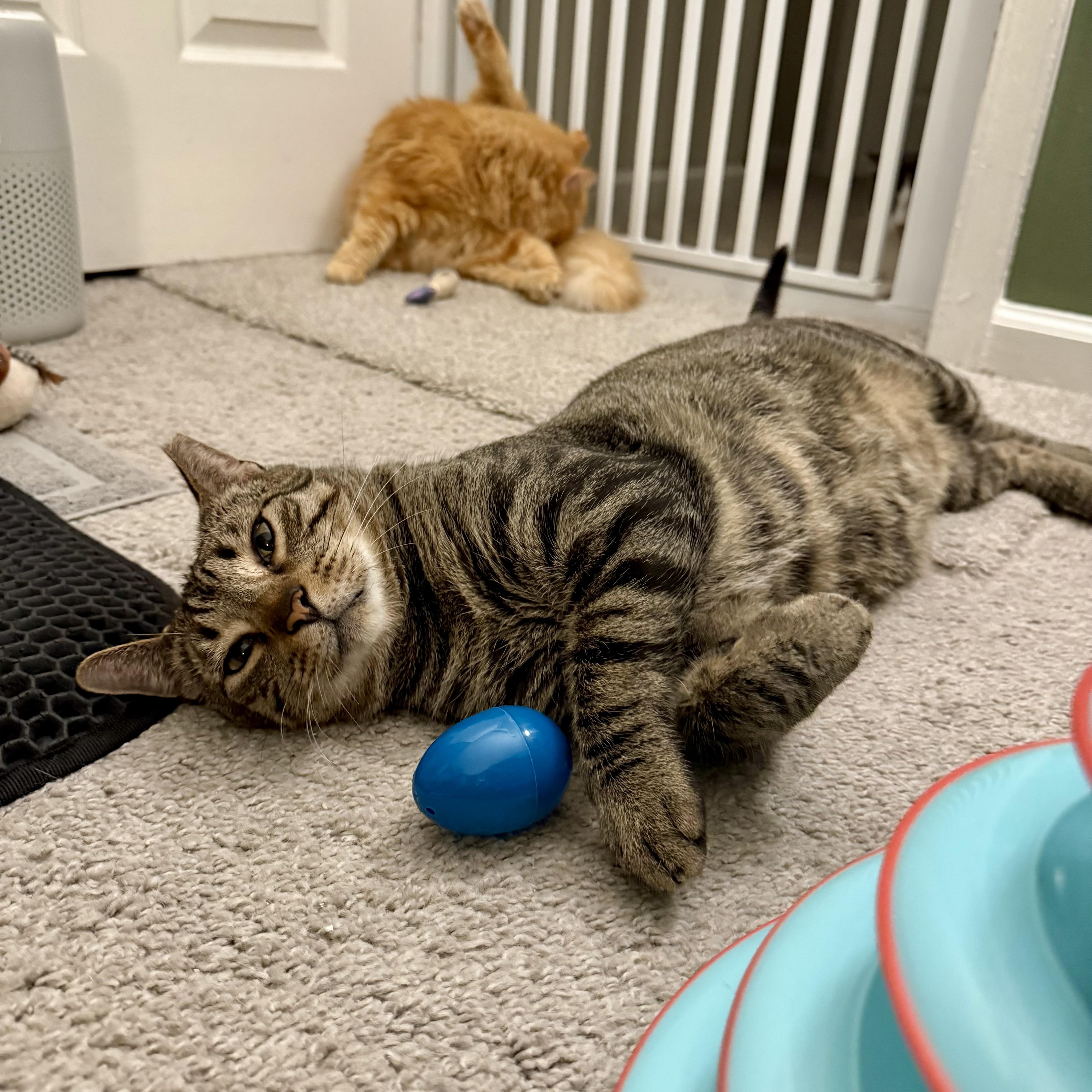 Enlarge Finn 2.0, a Adoptable Domestic Short Hair in Richmond, VA image 6/6