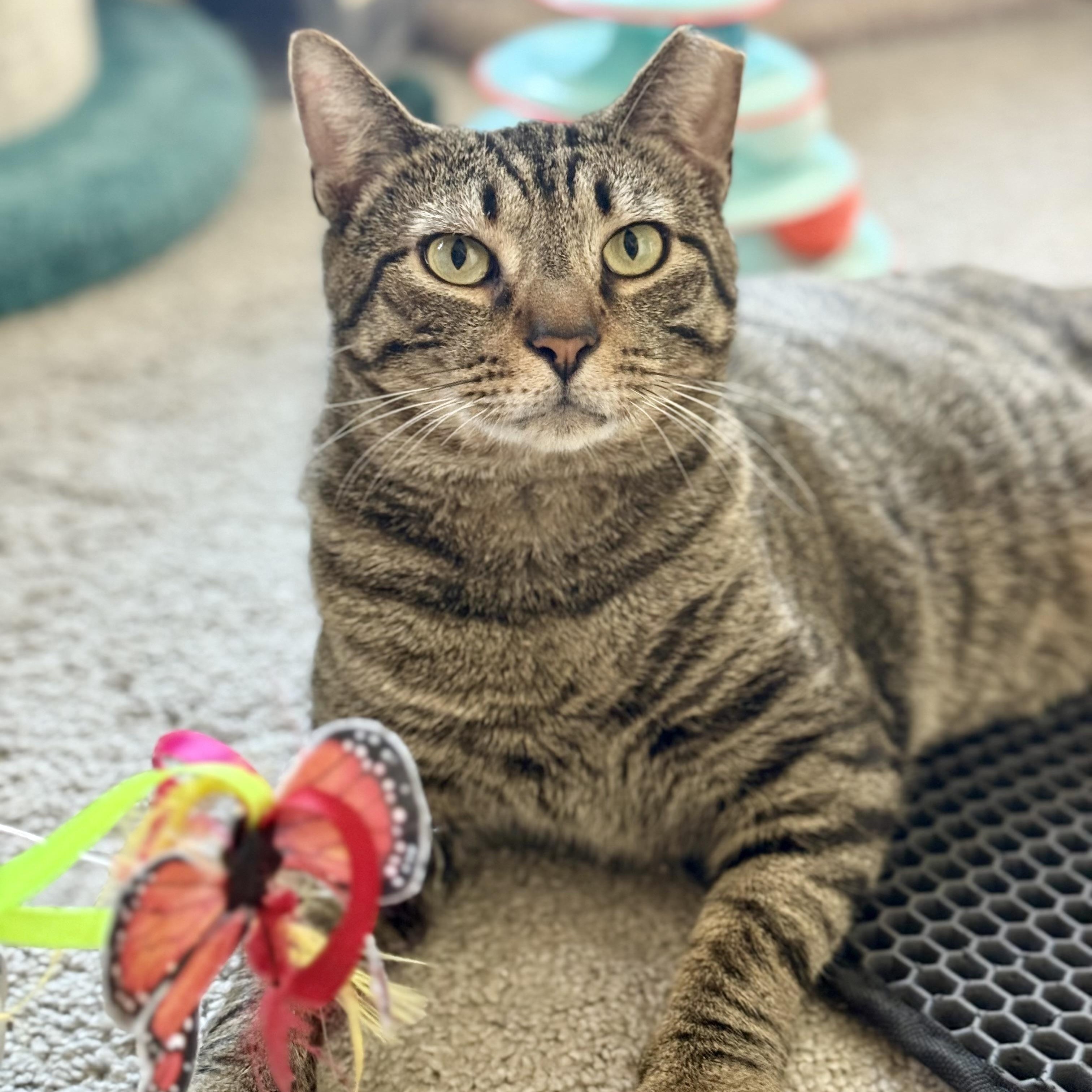 Finn 2.0, Adoptable, Young Male Domestic Short Hair.