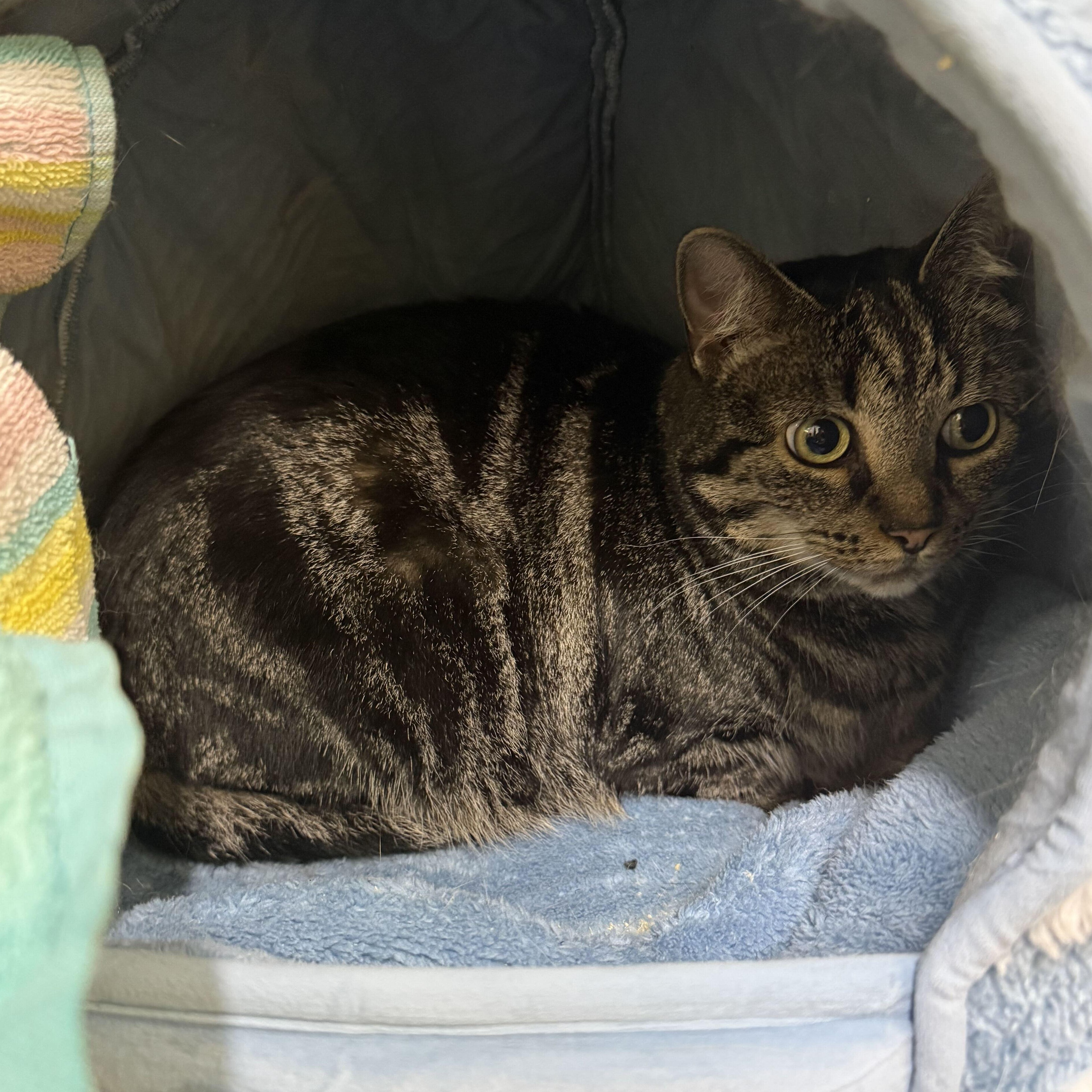 Enlarge Chloe & Porter, a Adoptable Domestic Short Hair in Waltham, MA image 2/6