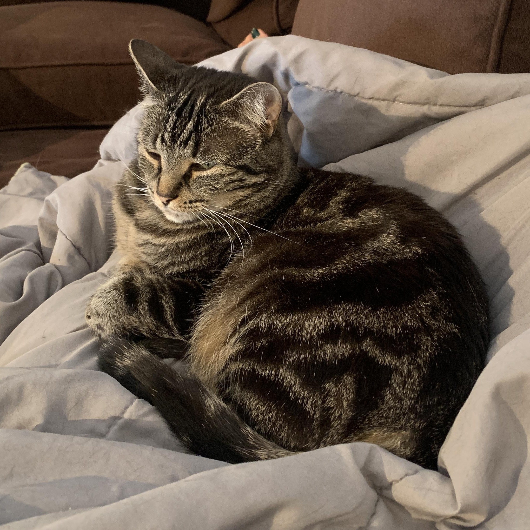 Enlarge Chloe & Porter, a Adoptable Domestic Short Hair in Waltham, MA image 6/6