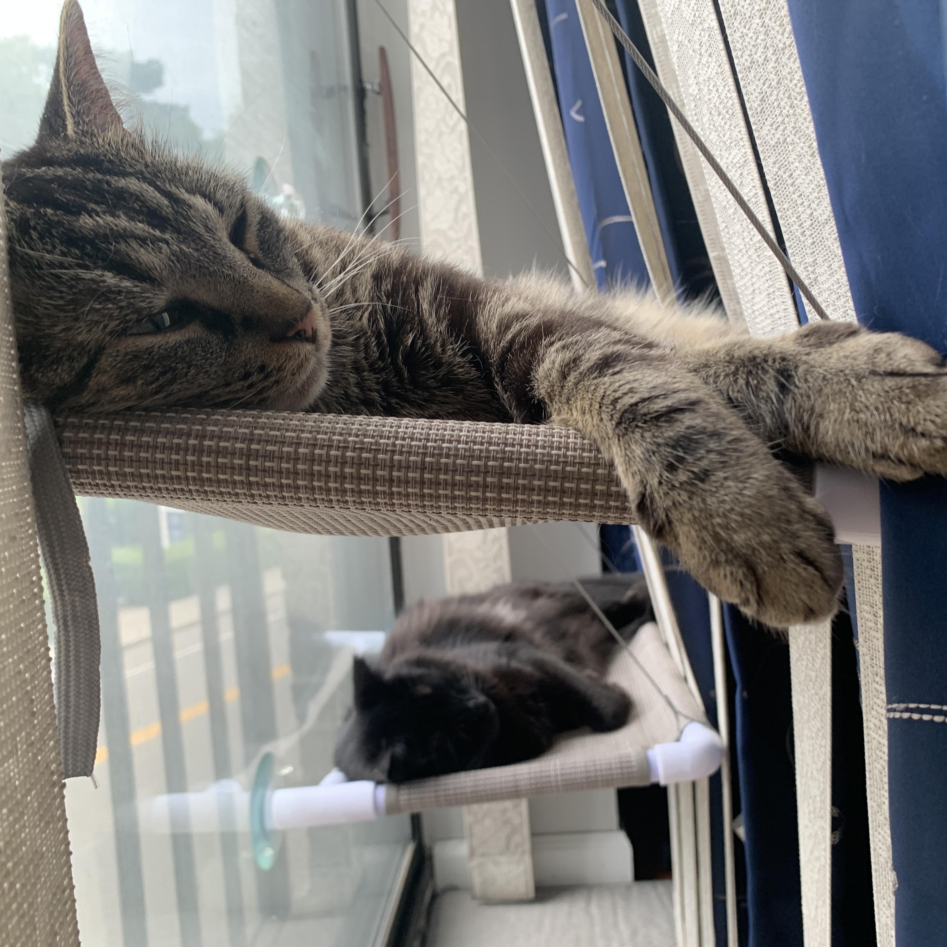 Enlarge Chloe & Porter, a Adoptable Domestic Short Hair in Waltham, MA image 4/6