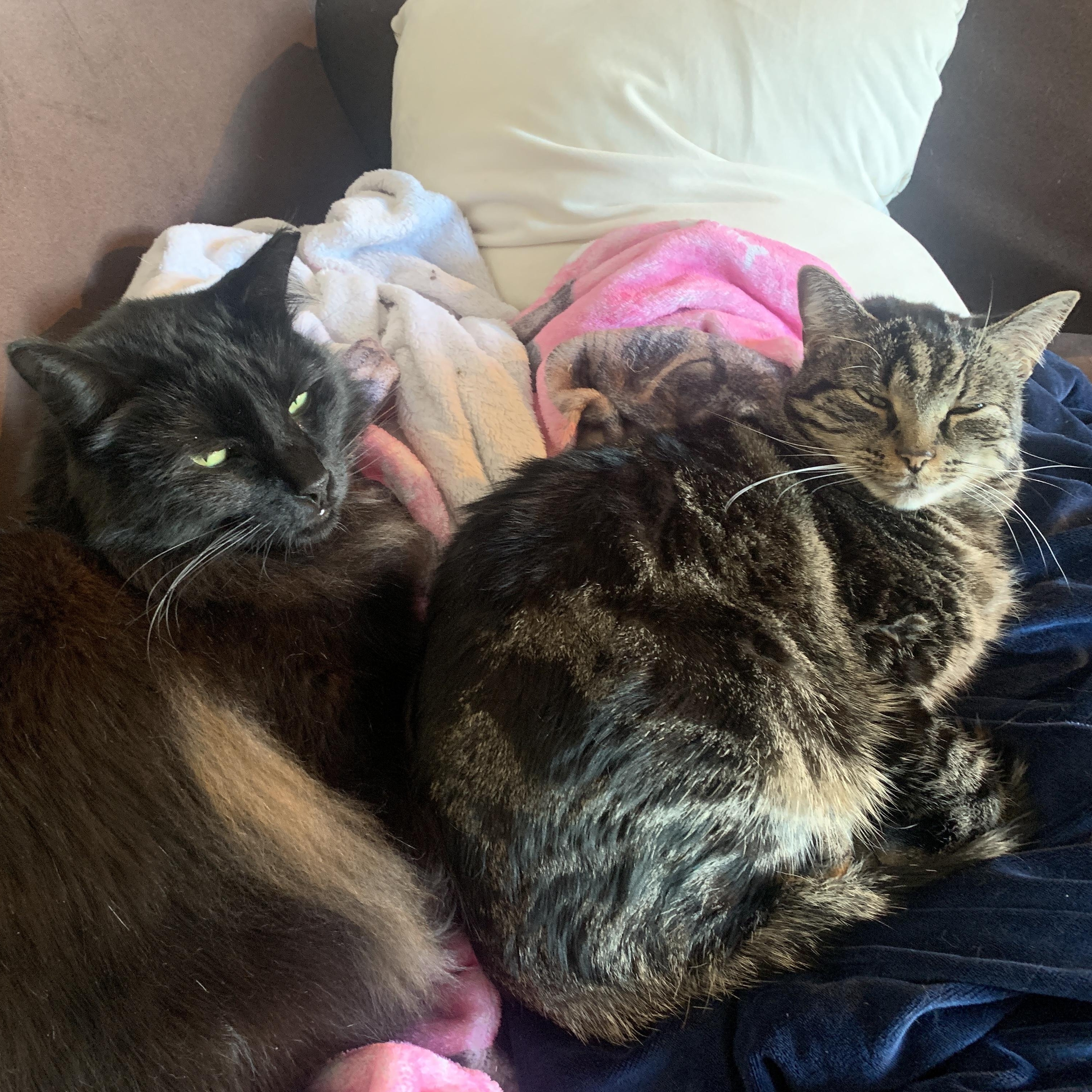 Enlarge Chloe & Porter, a Adoptable Domestic Short Hair in Waltham, MA image 1/6