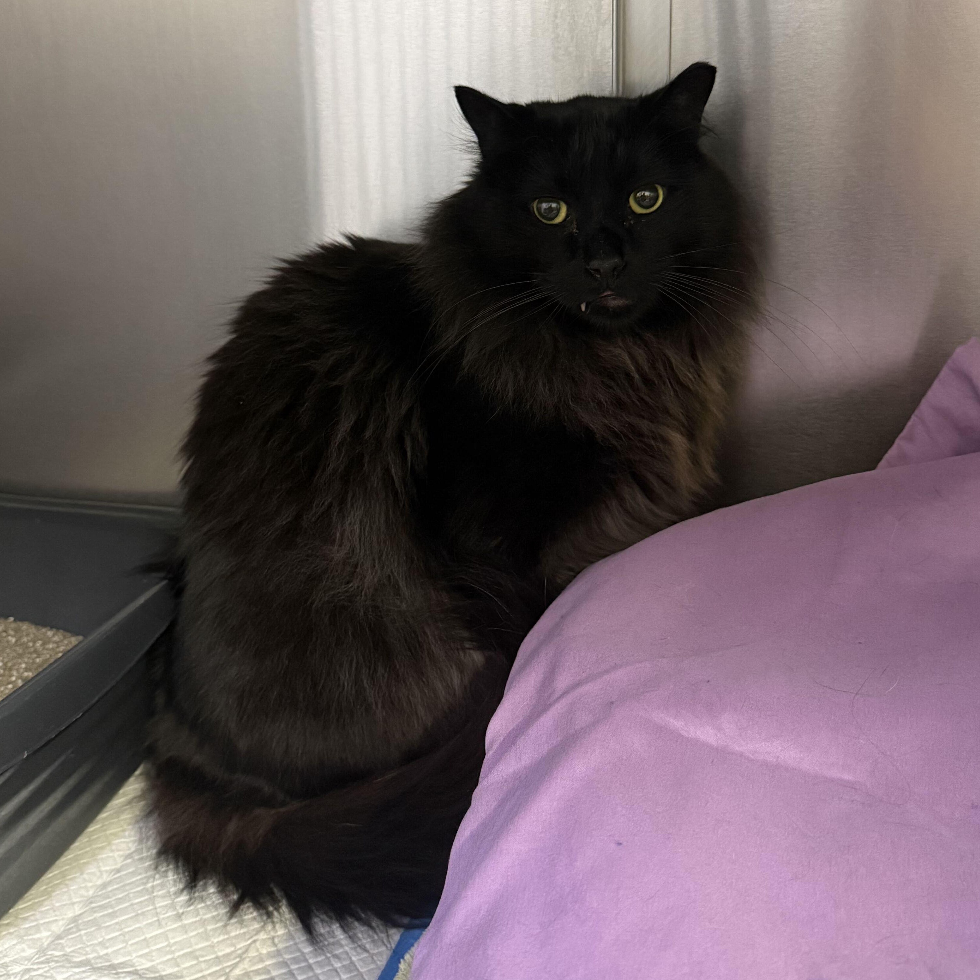 Enlarge Chloe & Porter, a Adoptable Domestic Short Hair in Waltham, MA image 3/6