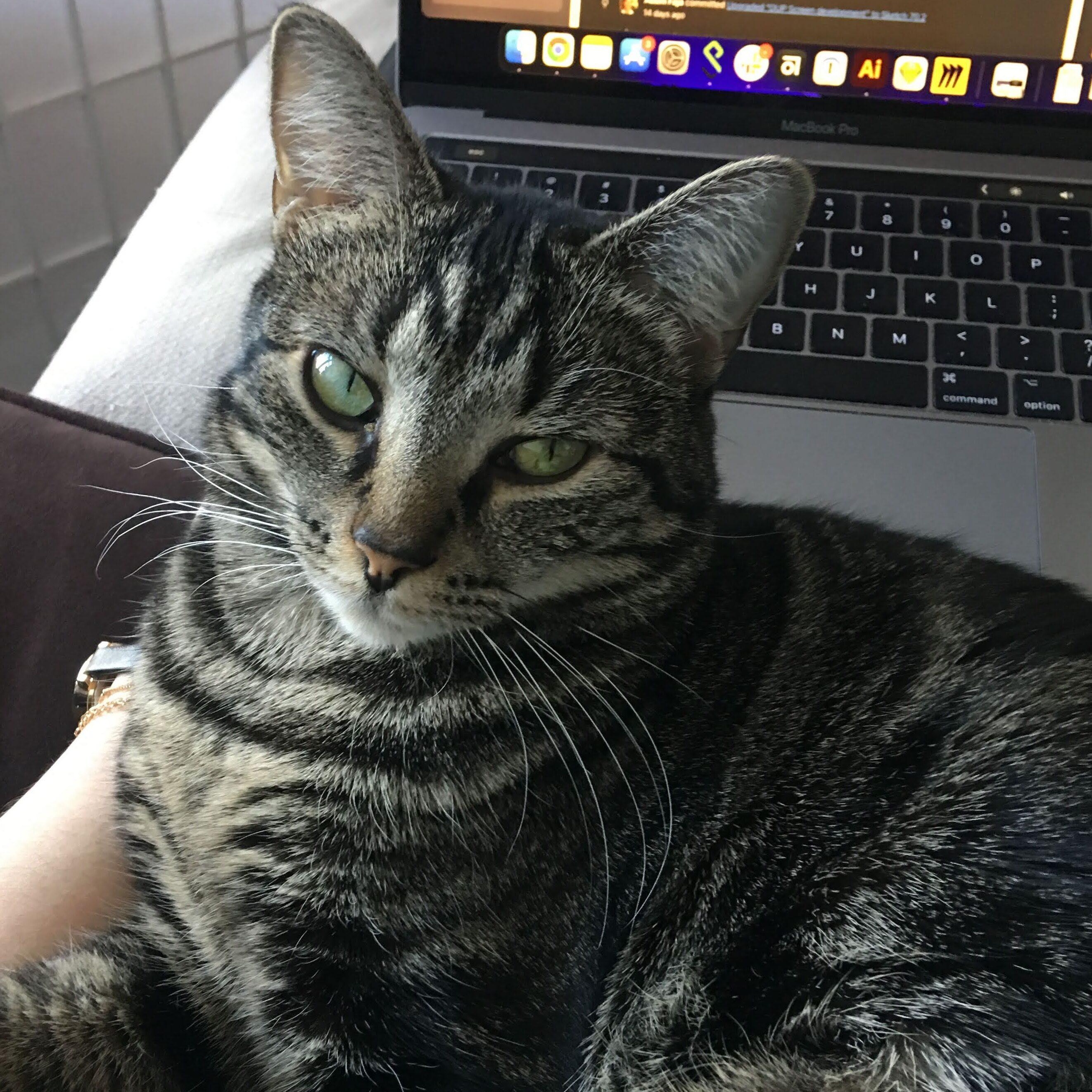 Enlarge Chloe & Porter, a Adoptable Domestic Short Hair in Waltham, MA image 5/6