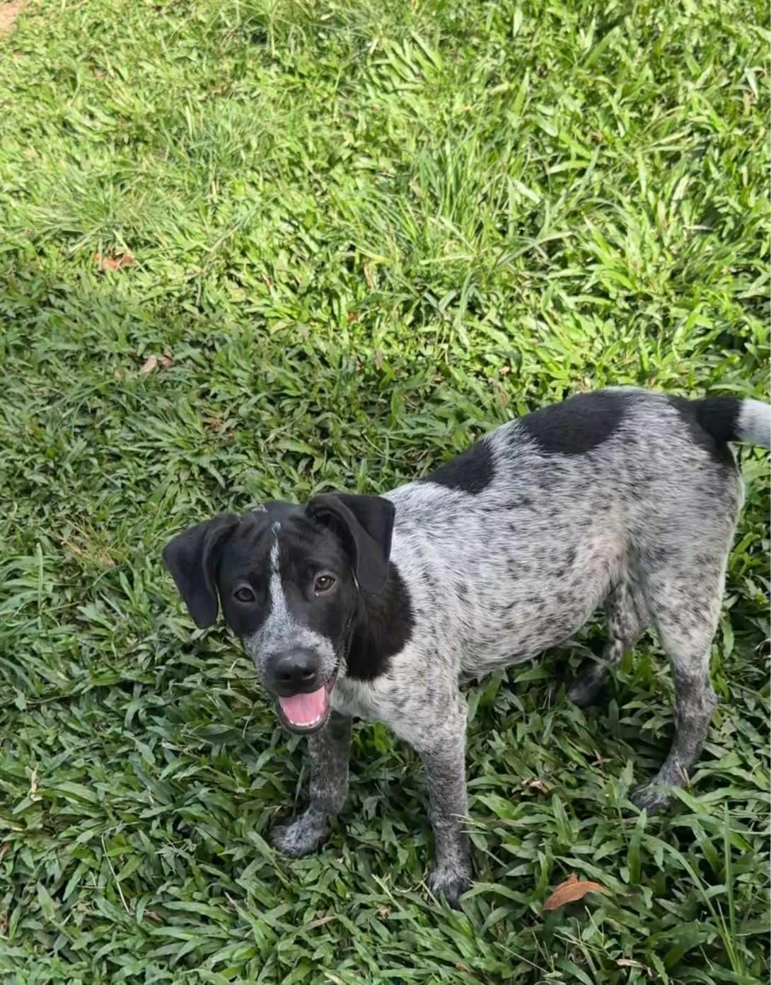 Dodger, ADOPTABLE, Puppy Male Mixed Breed.