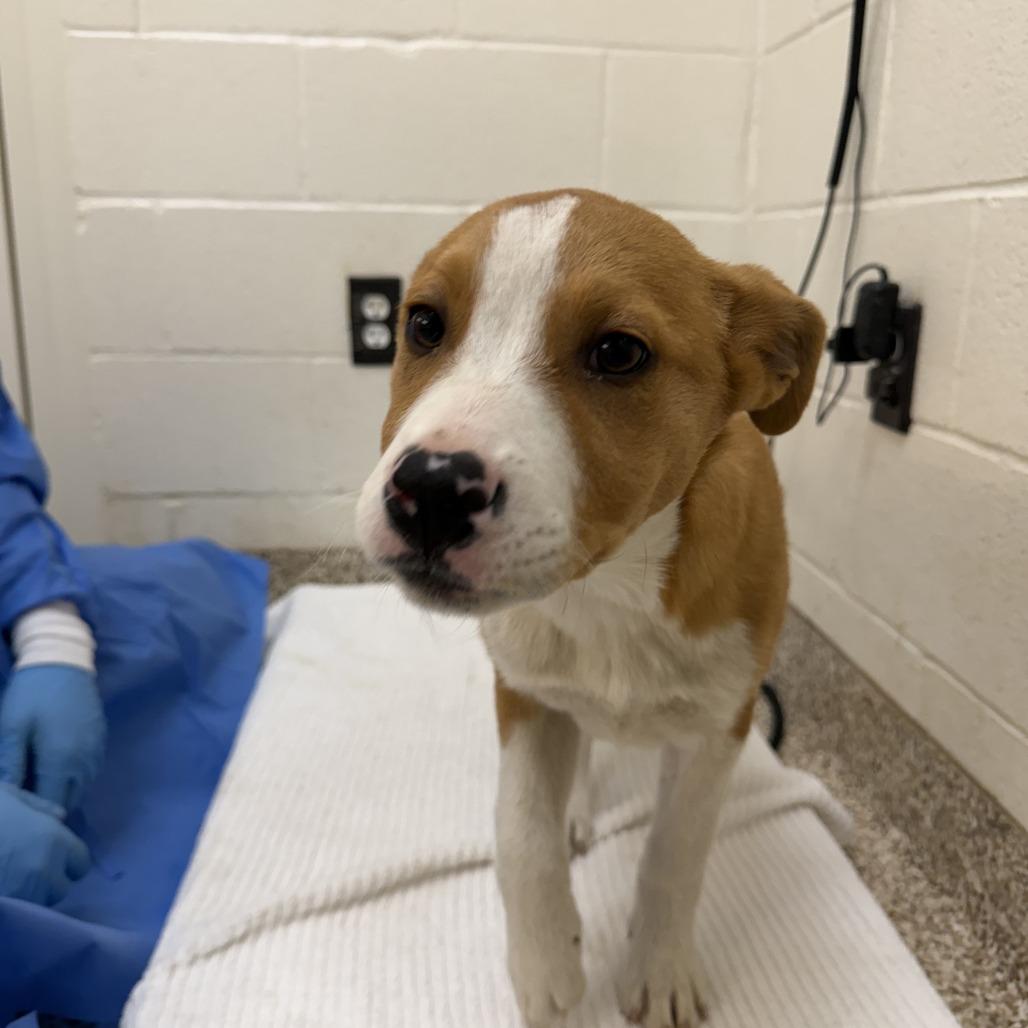 CT Diamond avail Feb 28, a Adoptable mixed breed in Stormville, NY image 1/6