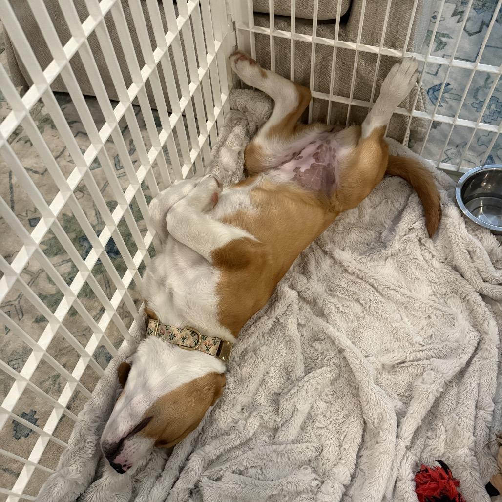 CT Diamond avail Feb 28, a Adoptable mixed breed in Stormville, NY image 6/6