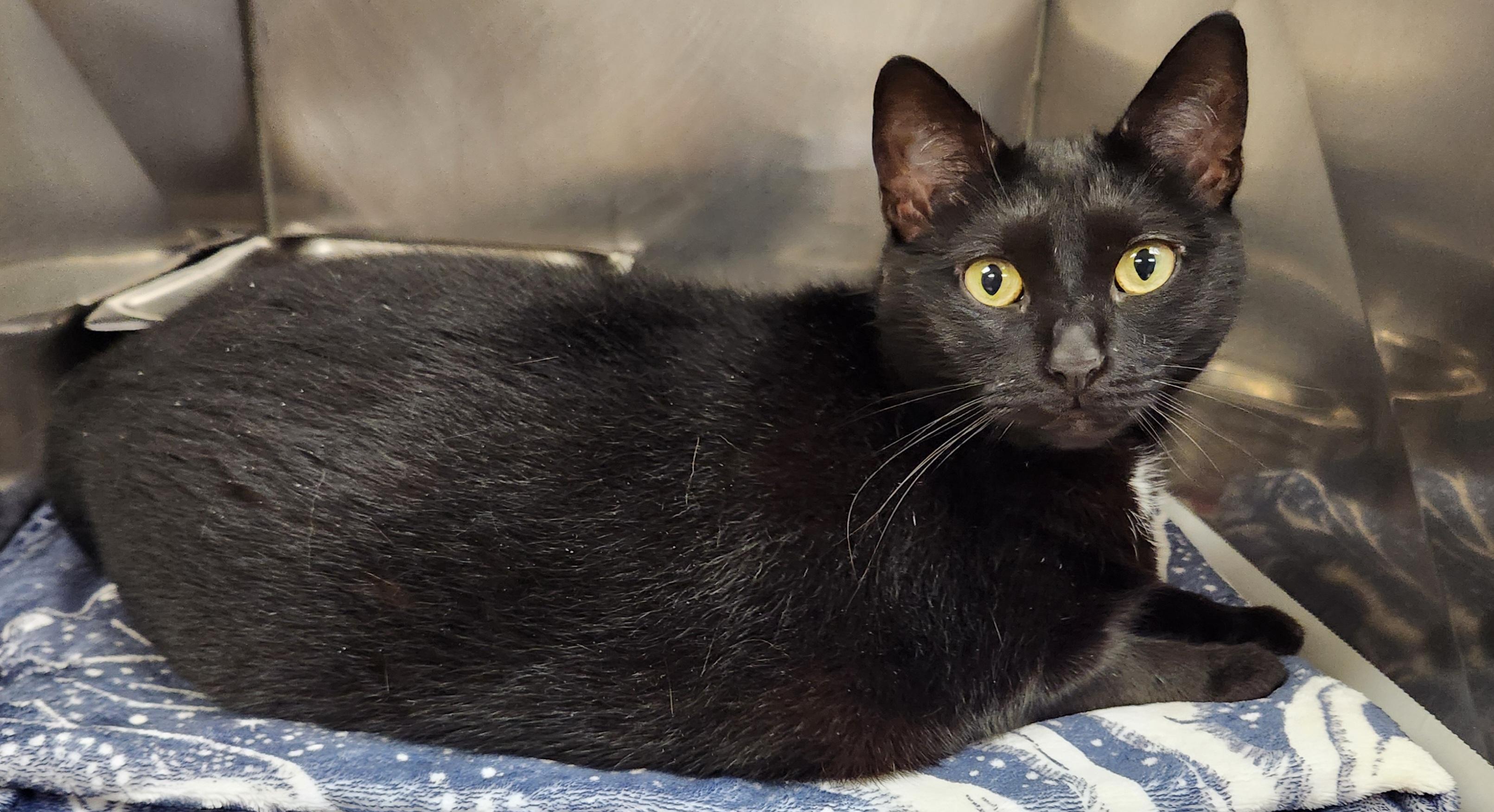 Luna, ADOPTABLE, Young Female Domestic Short Hair.