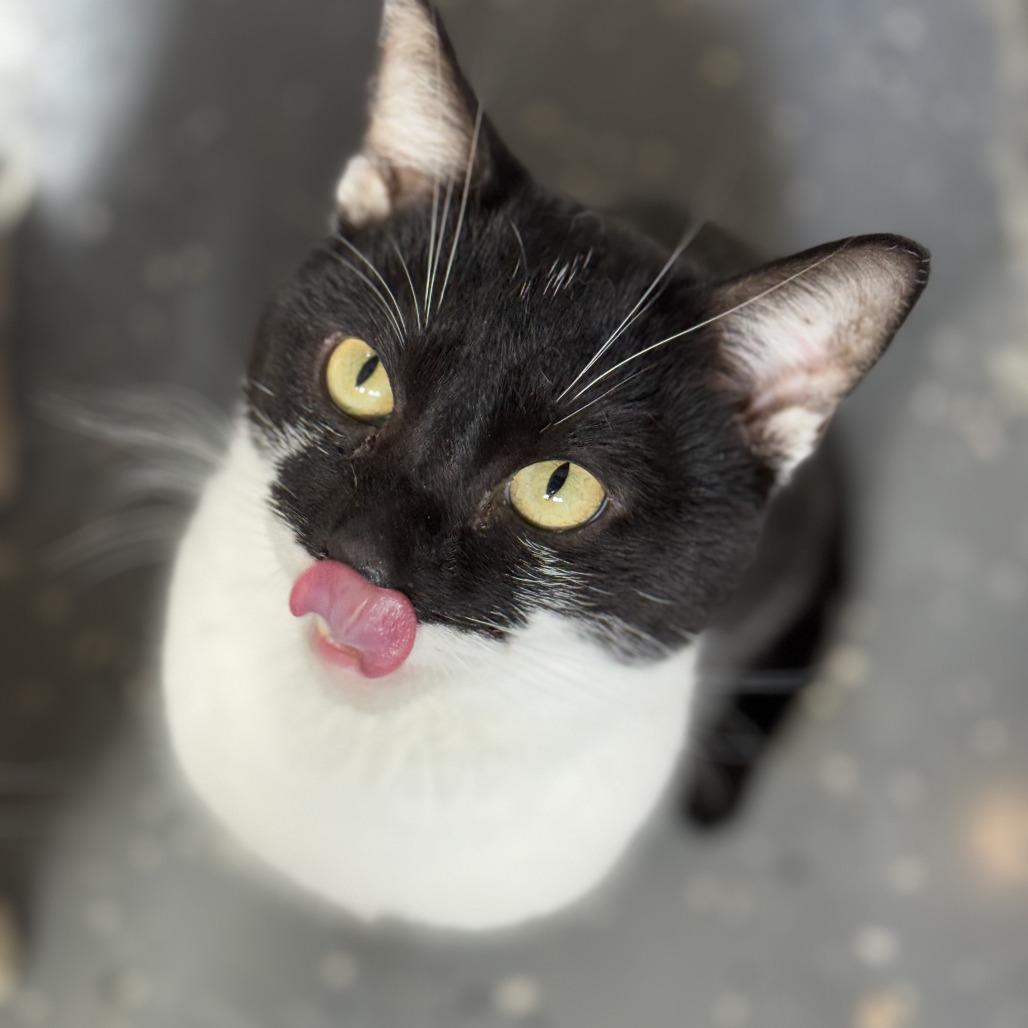 Enlarge Money, a Adoptable Domestic Short Hair in Nokesville, VA image 1/6