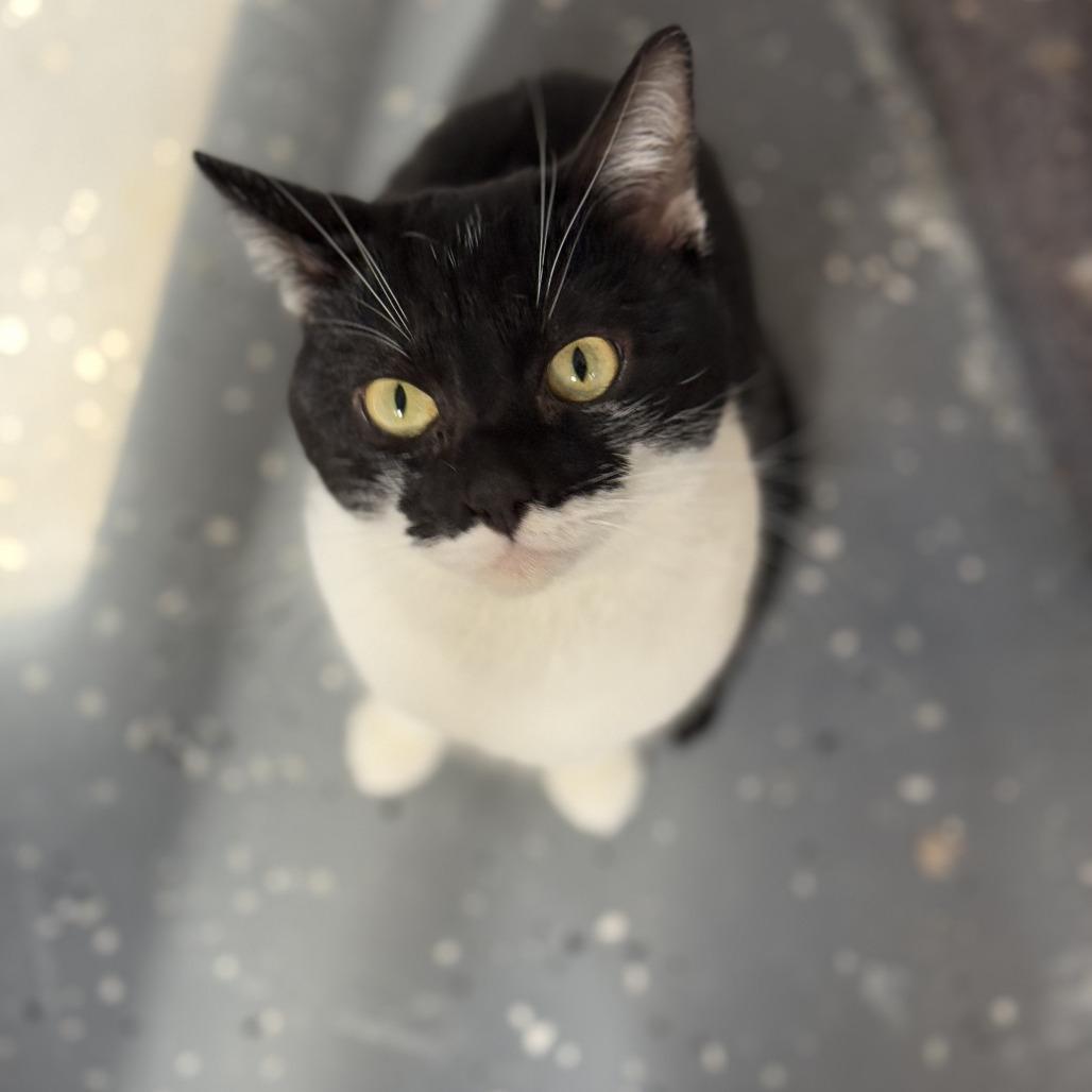 Enlarge Money, a Adoptable Domestic Short Hair in Nokesville, VA image 2/6