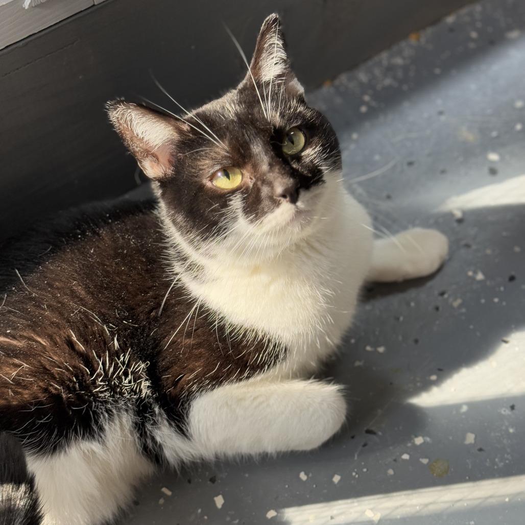 Enlarge Money, a Adoptable Domestic Short Hair in Nokesville, VA image 3/6