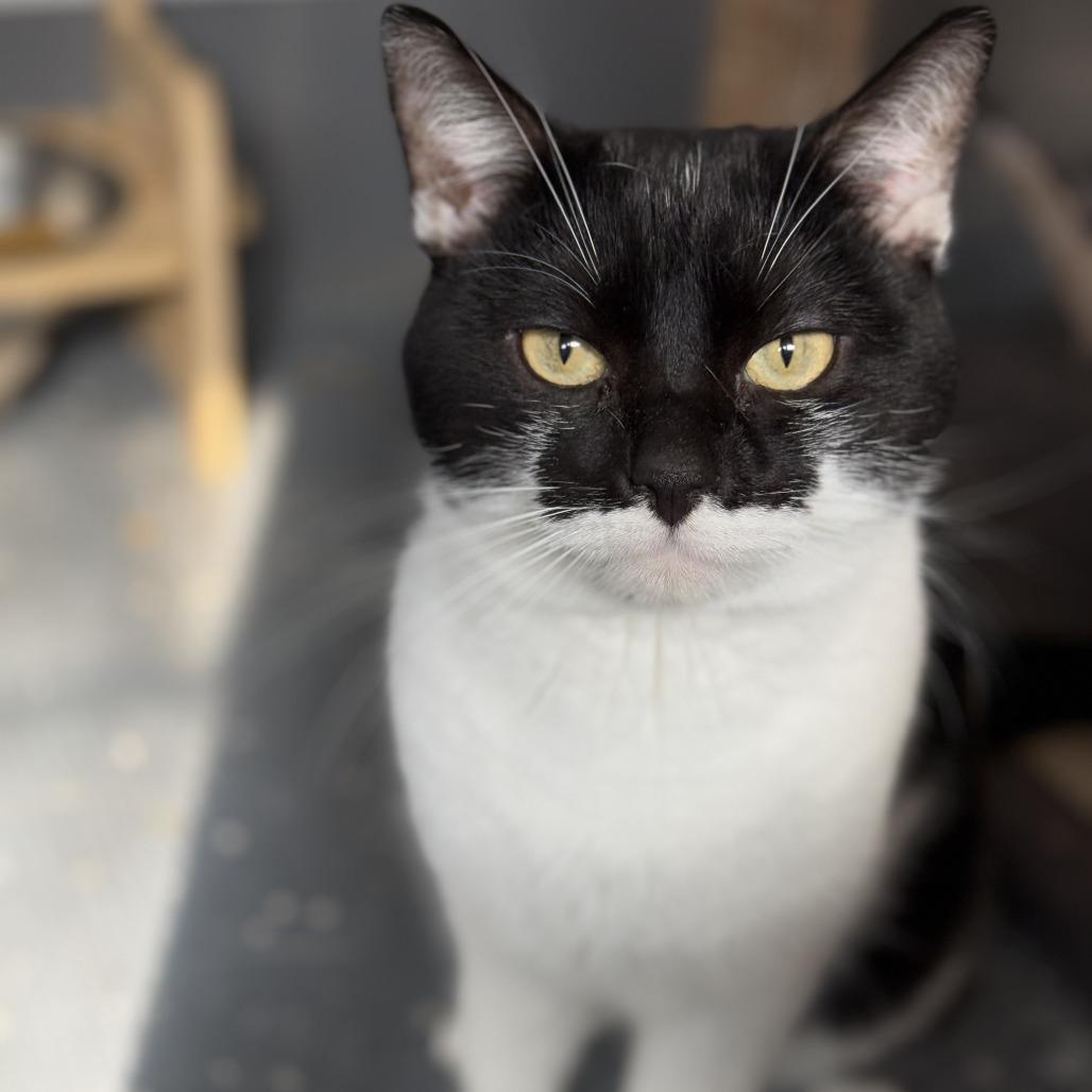 Enlarge Money, a Adoptable Domestic Short Hair in Nokesville, VA image 5/6