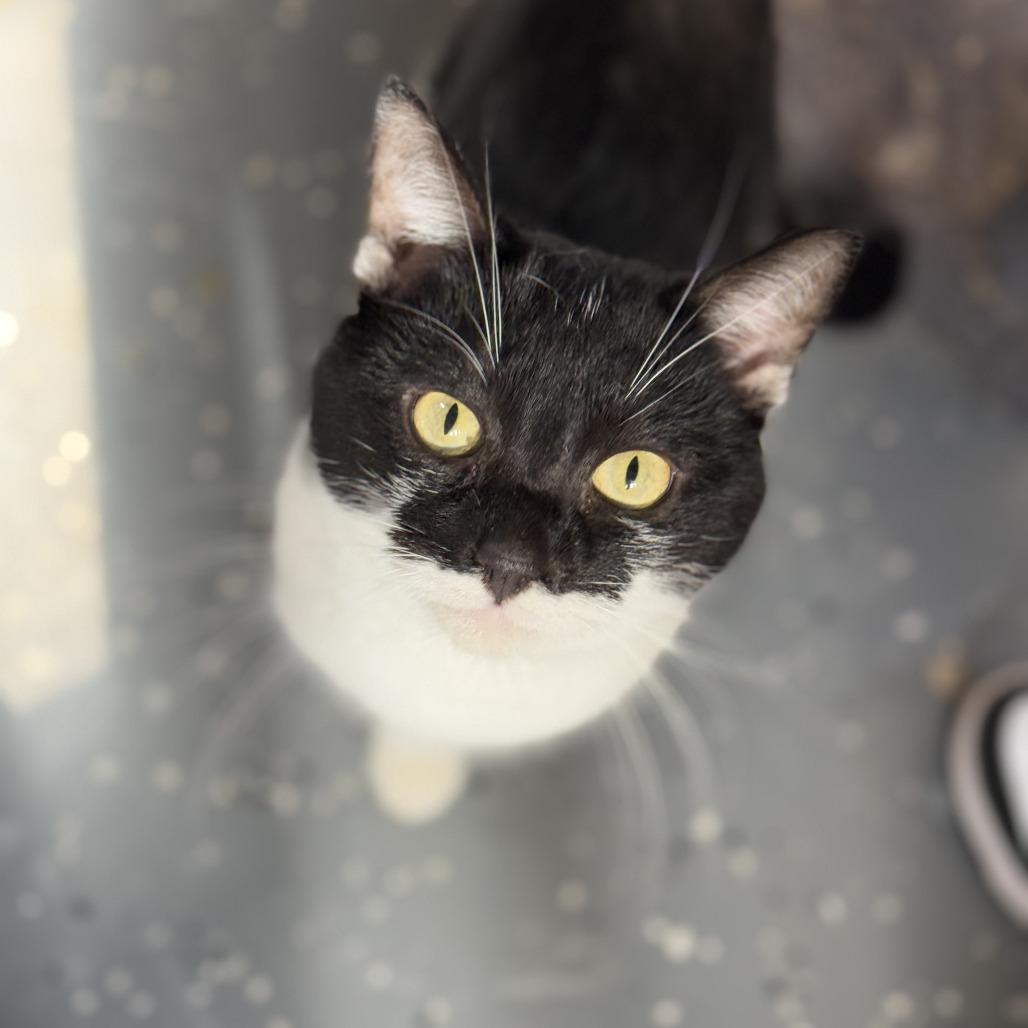 Enlarge Money, a Adoptable Domestic Short Hair in Nokesville, VA image 6/6