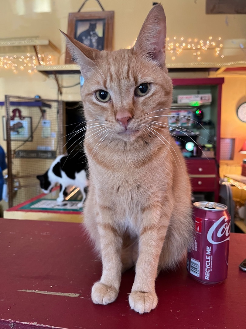 Archie, Adoptable, Adult Male Tabby.
