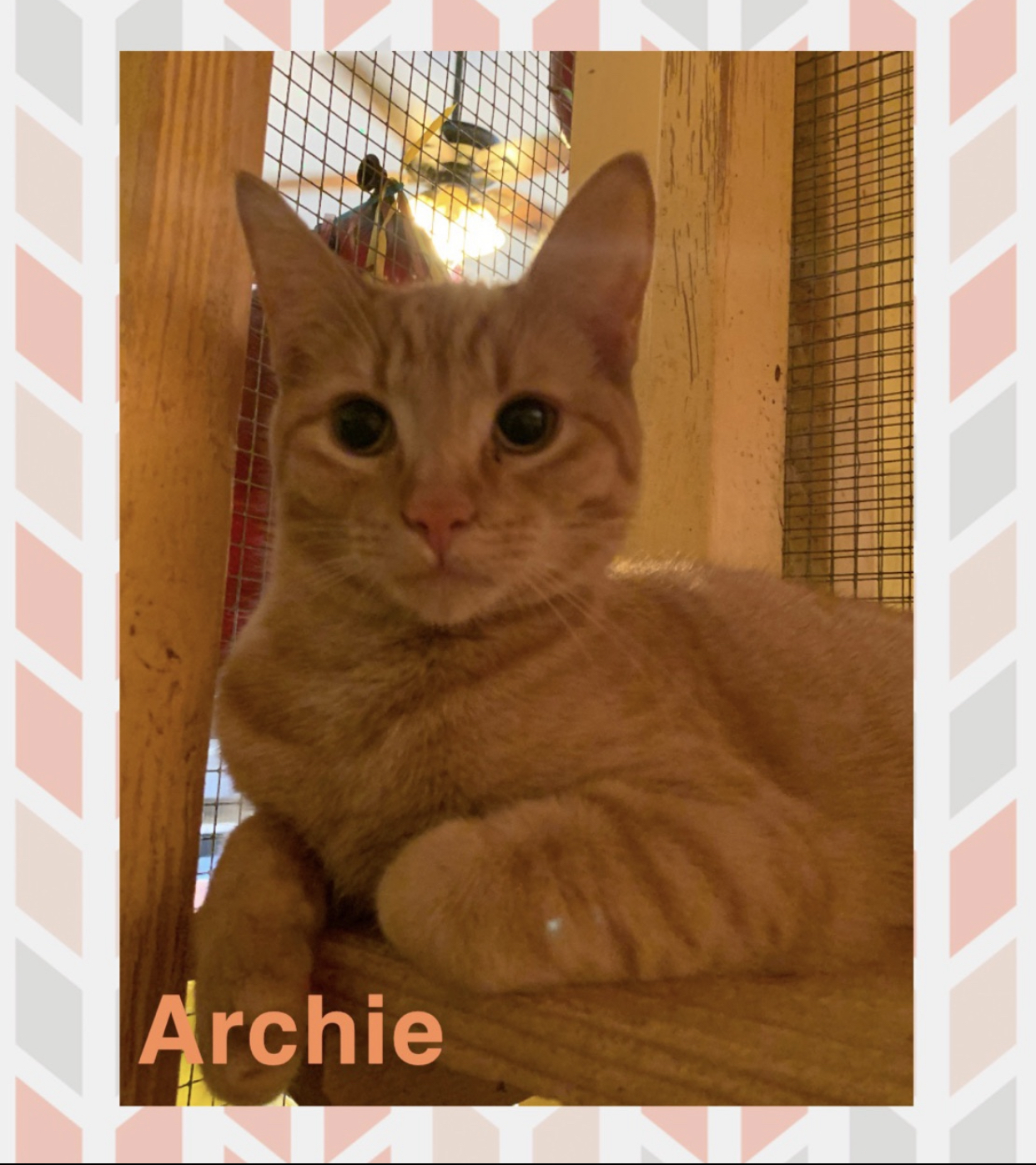 Archie, a Adoptable Tabby in Memphis, TN image 2/8